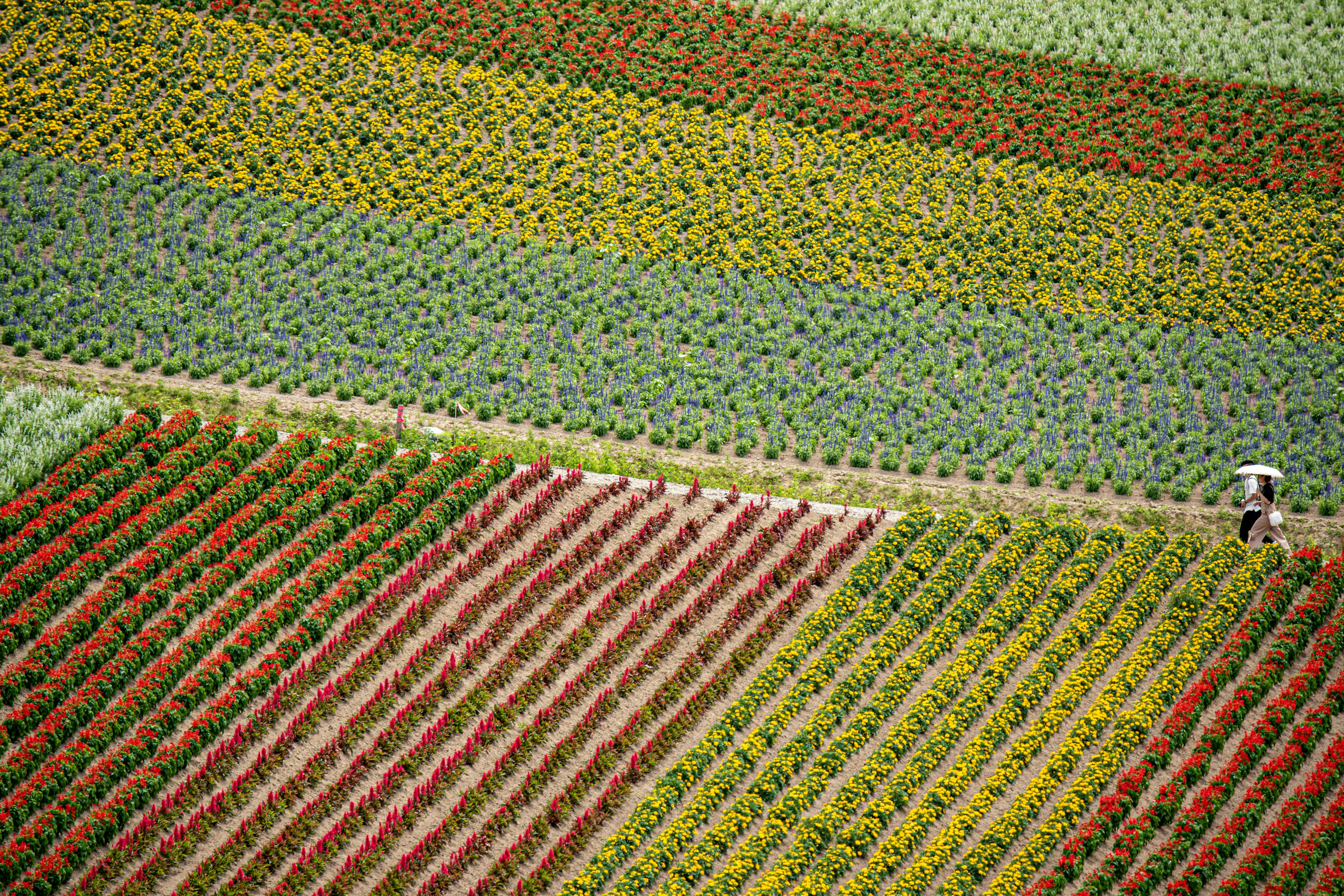 Vista aérea de un campo de flores coloridas con filas distintas de flores