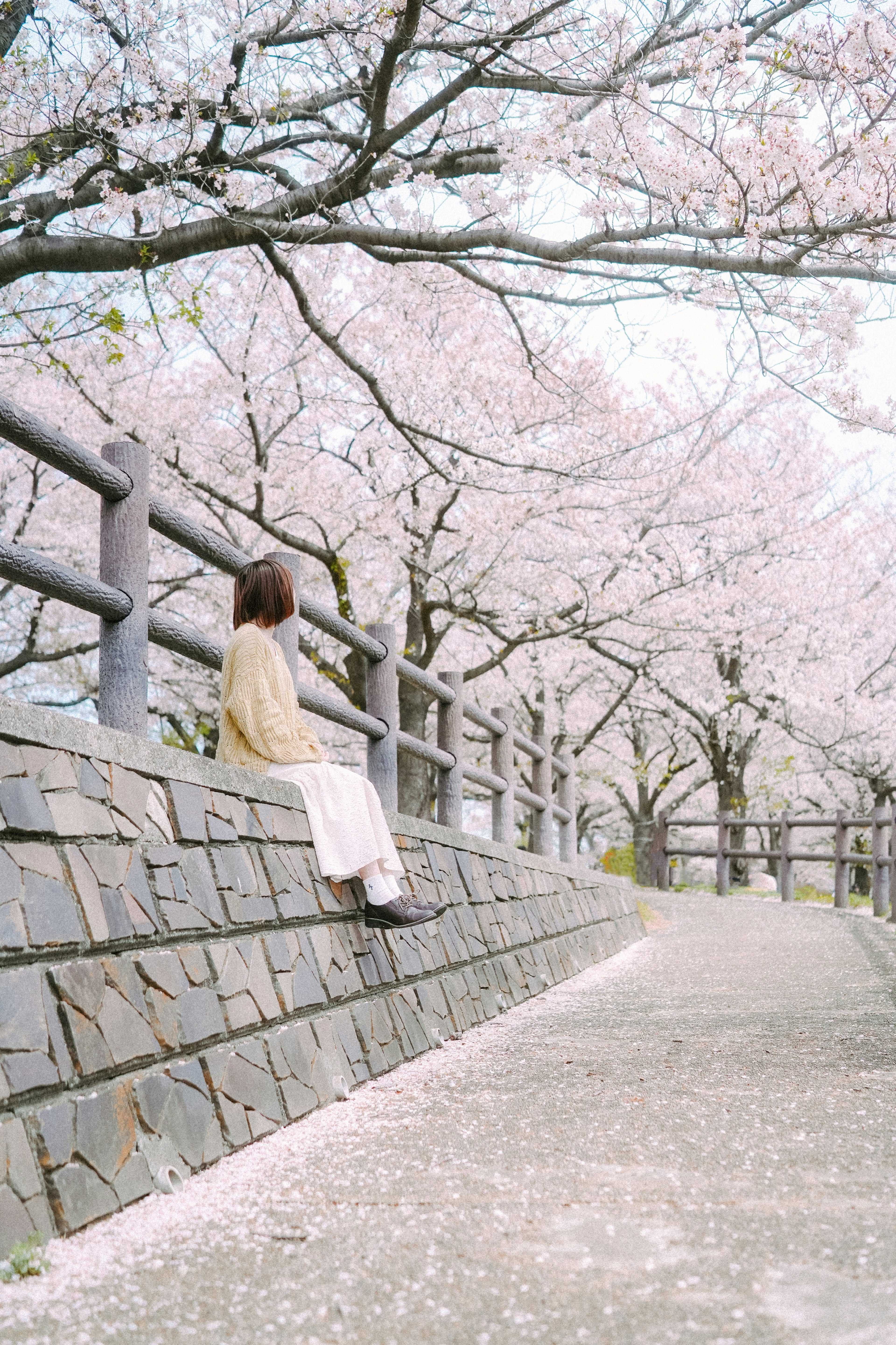 Woman sitting on a stone wall under cherry blossom trees