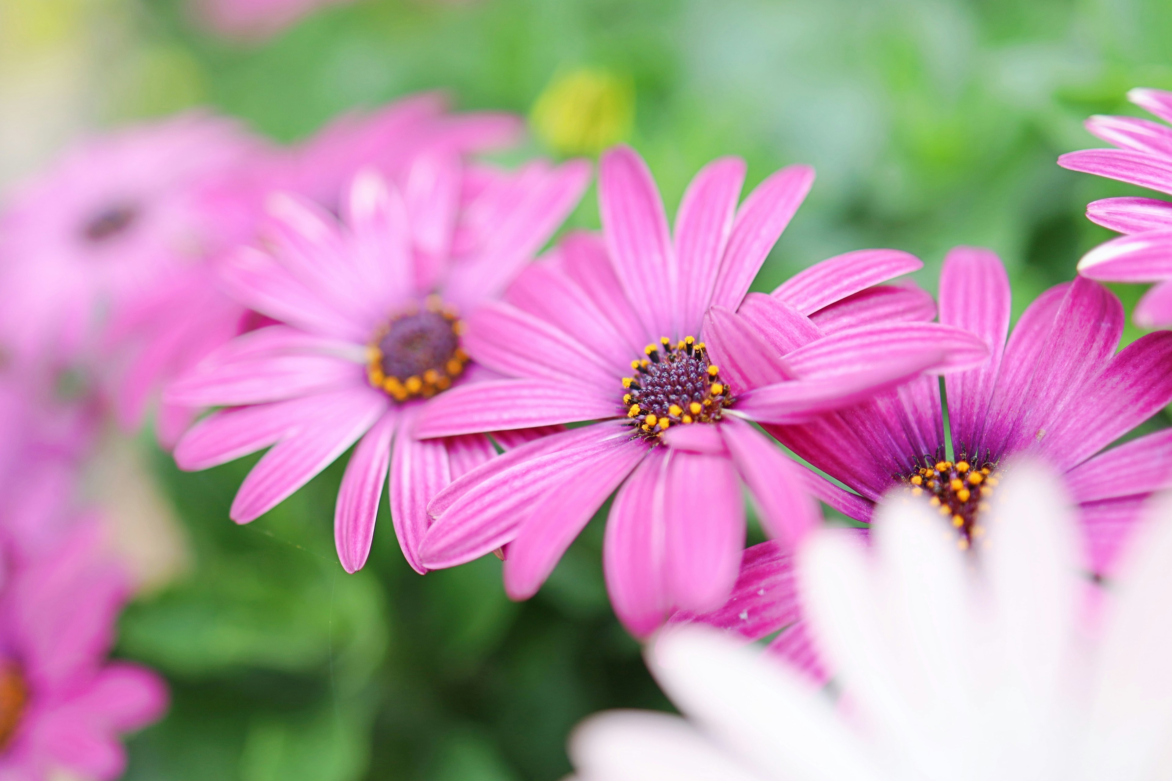 Nahaufnahme von lebhaften pinken Blumen mit grünen Blättern im Hintergrund