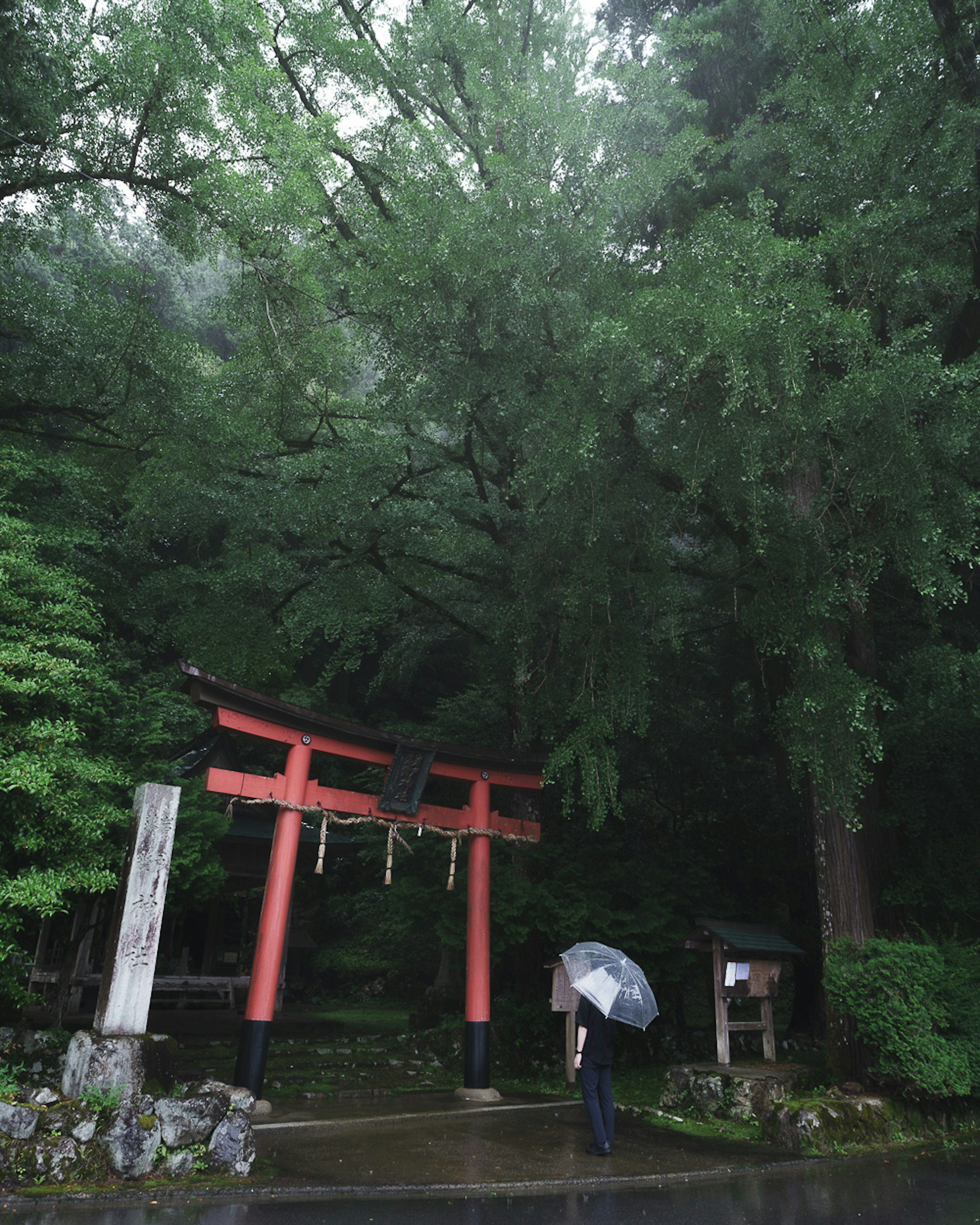 푸른 숲 속에 서 있는 빨간 토리이와 우산을 든 사람