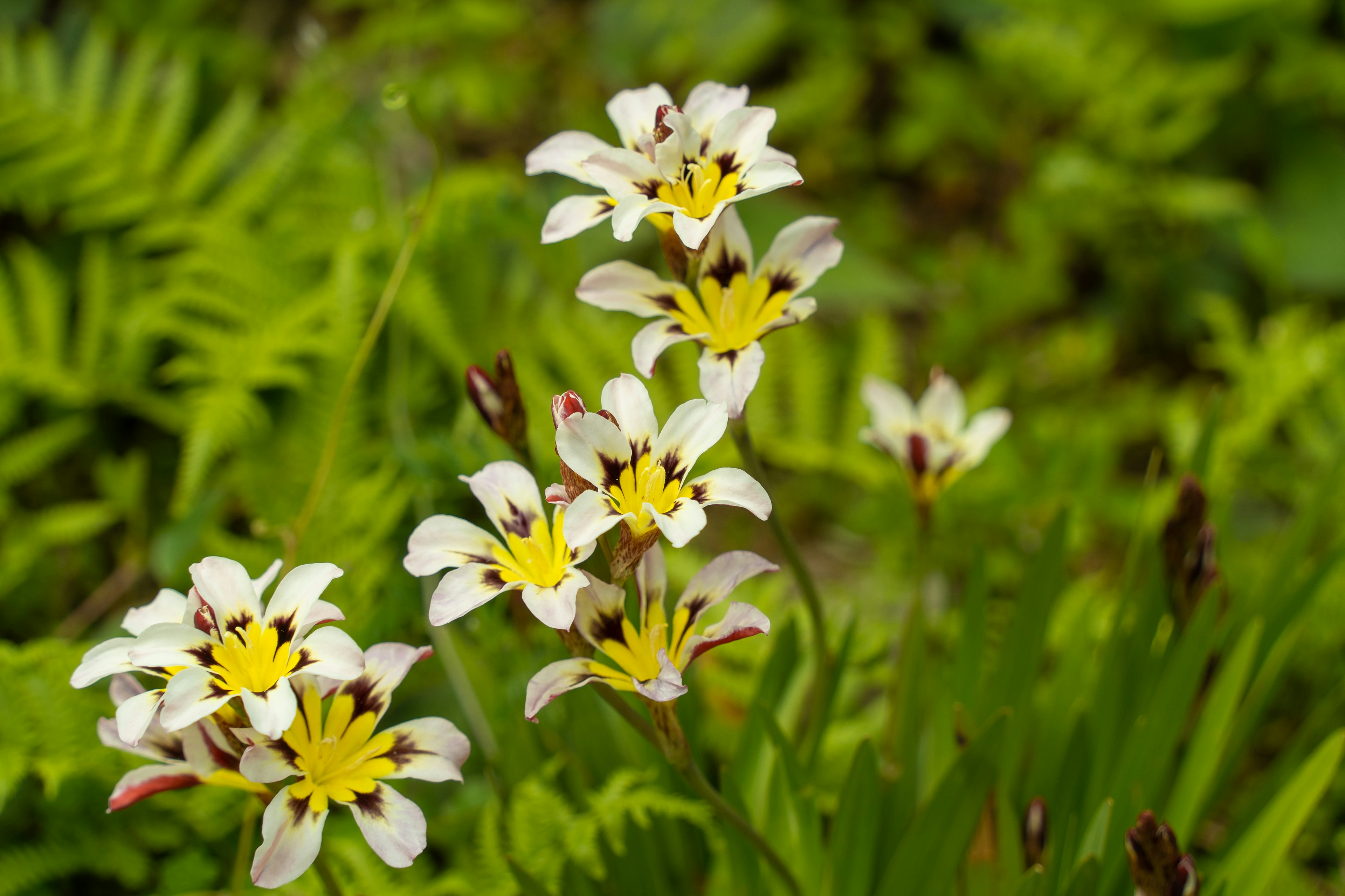 Cluster of white flowers with yellow centers against a lush green background