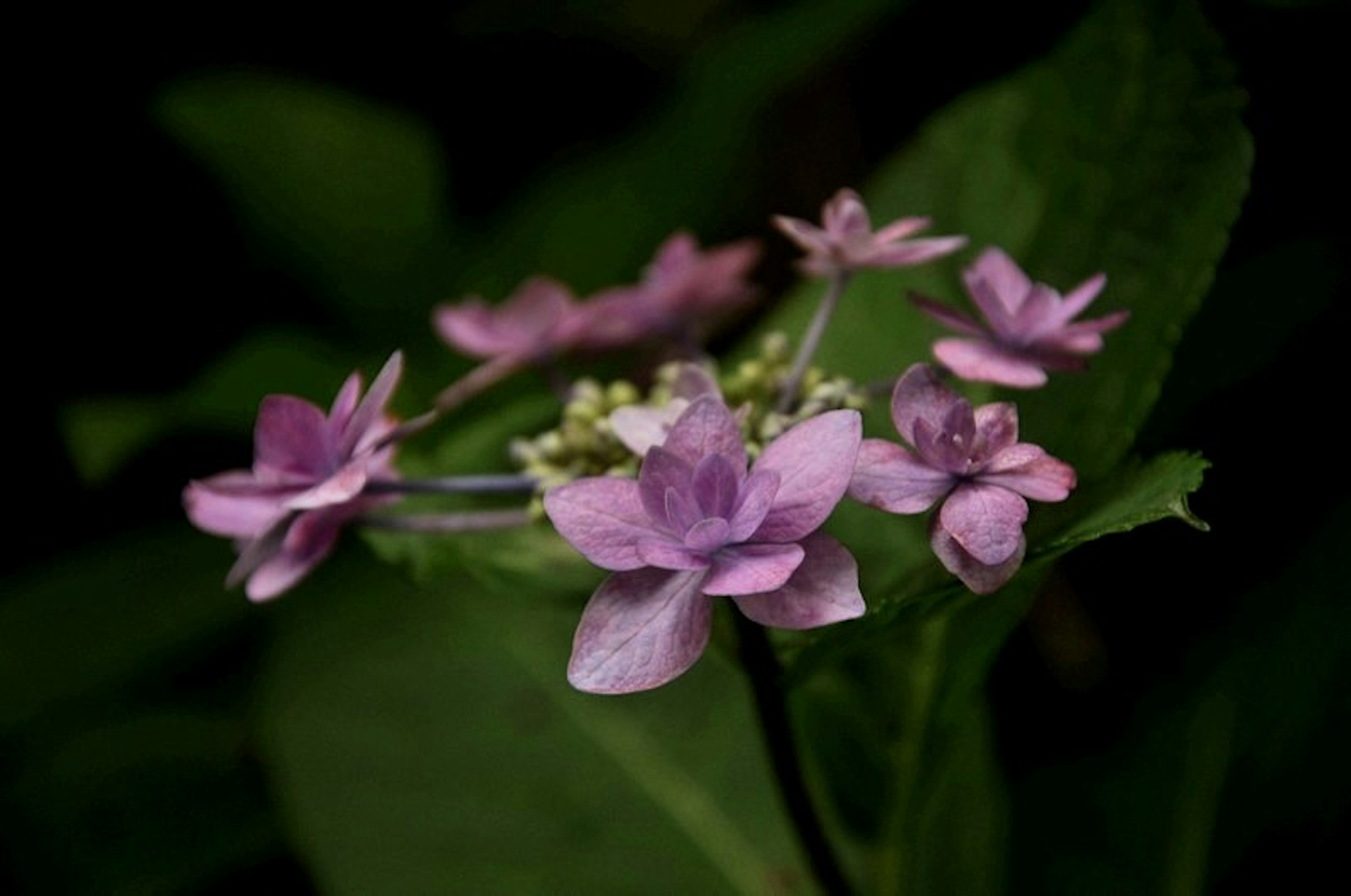 ภาพสวยงามของดอกไม้สีม่วงอ่อนบานอยู่ท่ามกลางใบไม้สีเขียว