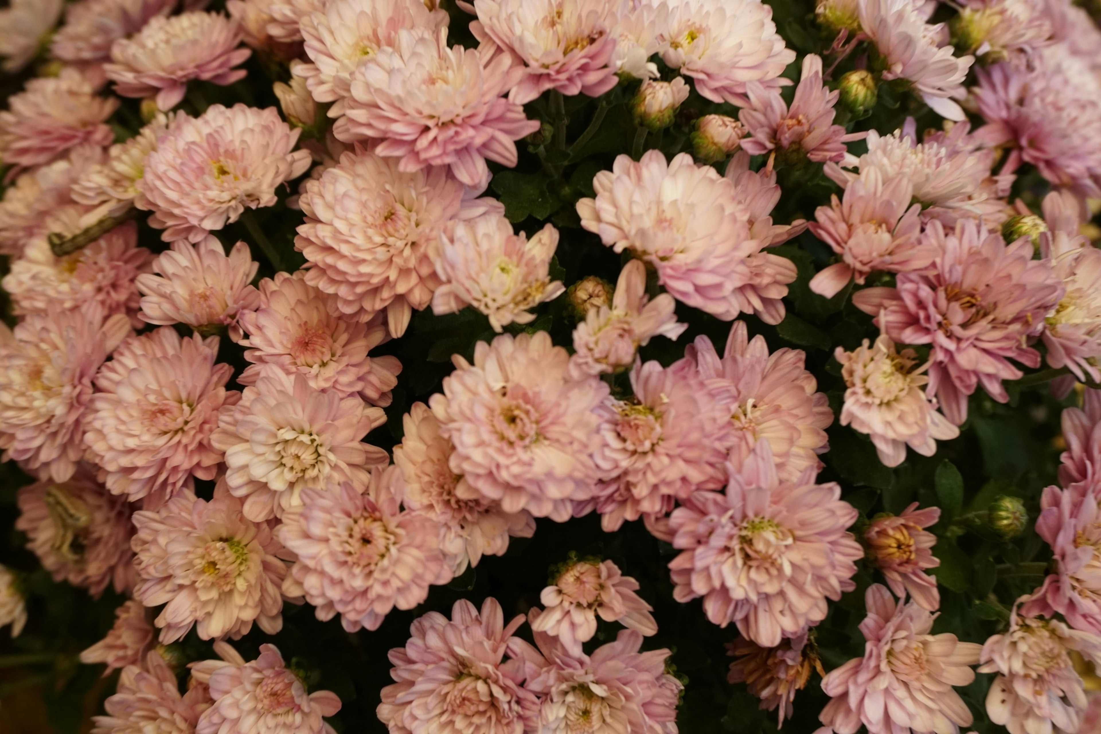 Ein schöner Strauß aus gebündelten blassrosa Blumen