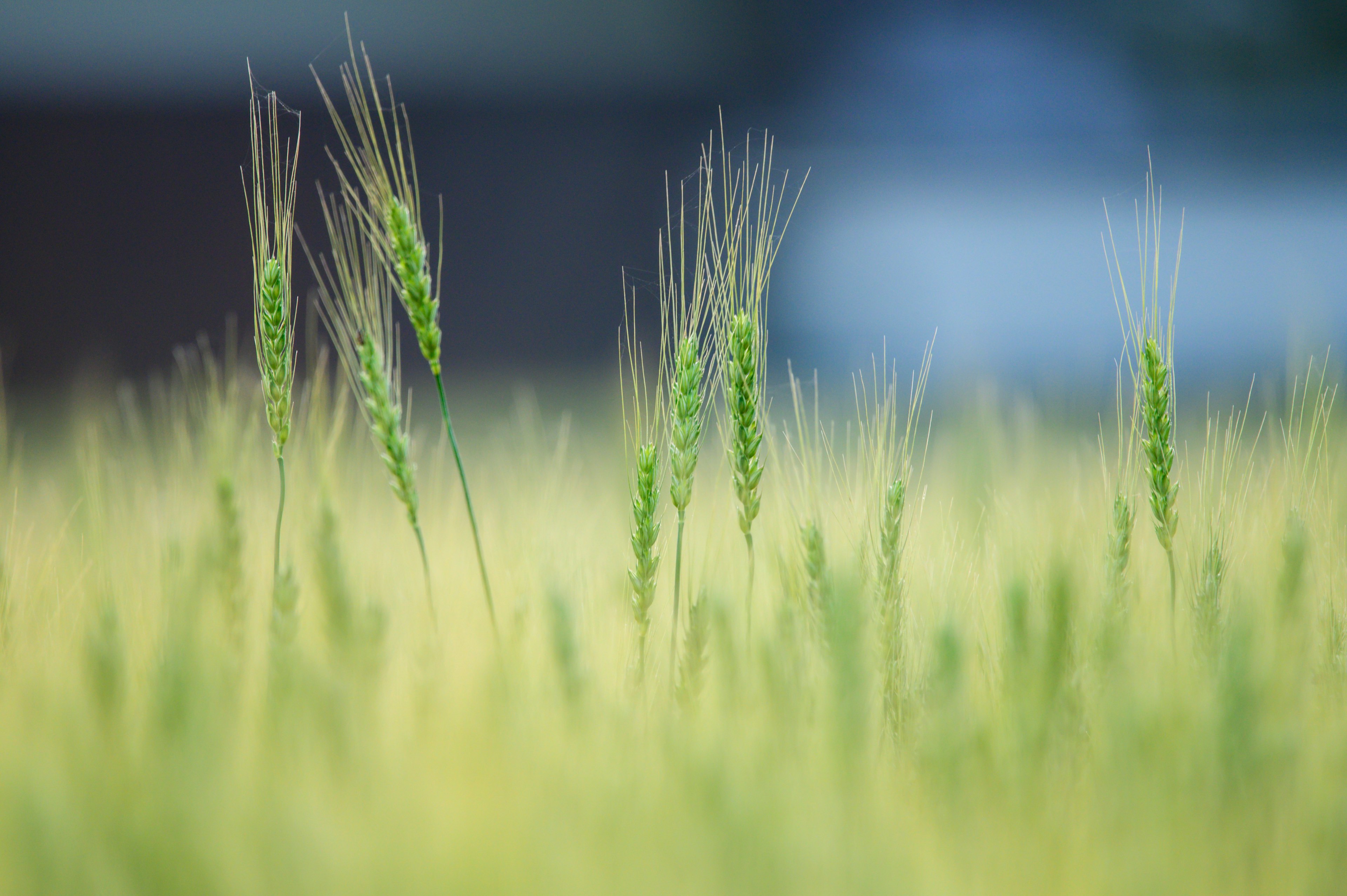 Espigas de trigo verdes balanceándose en un campo de grano