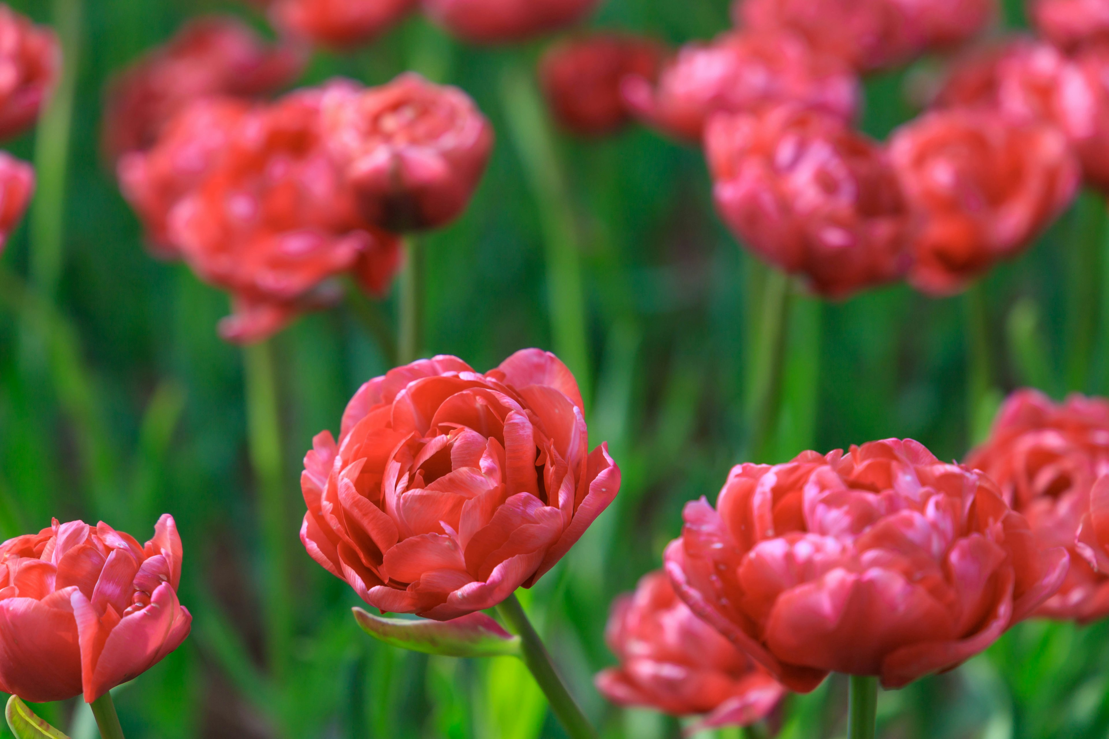 Tulip merah muda yang cerah mekar di ladang hijau subur