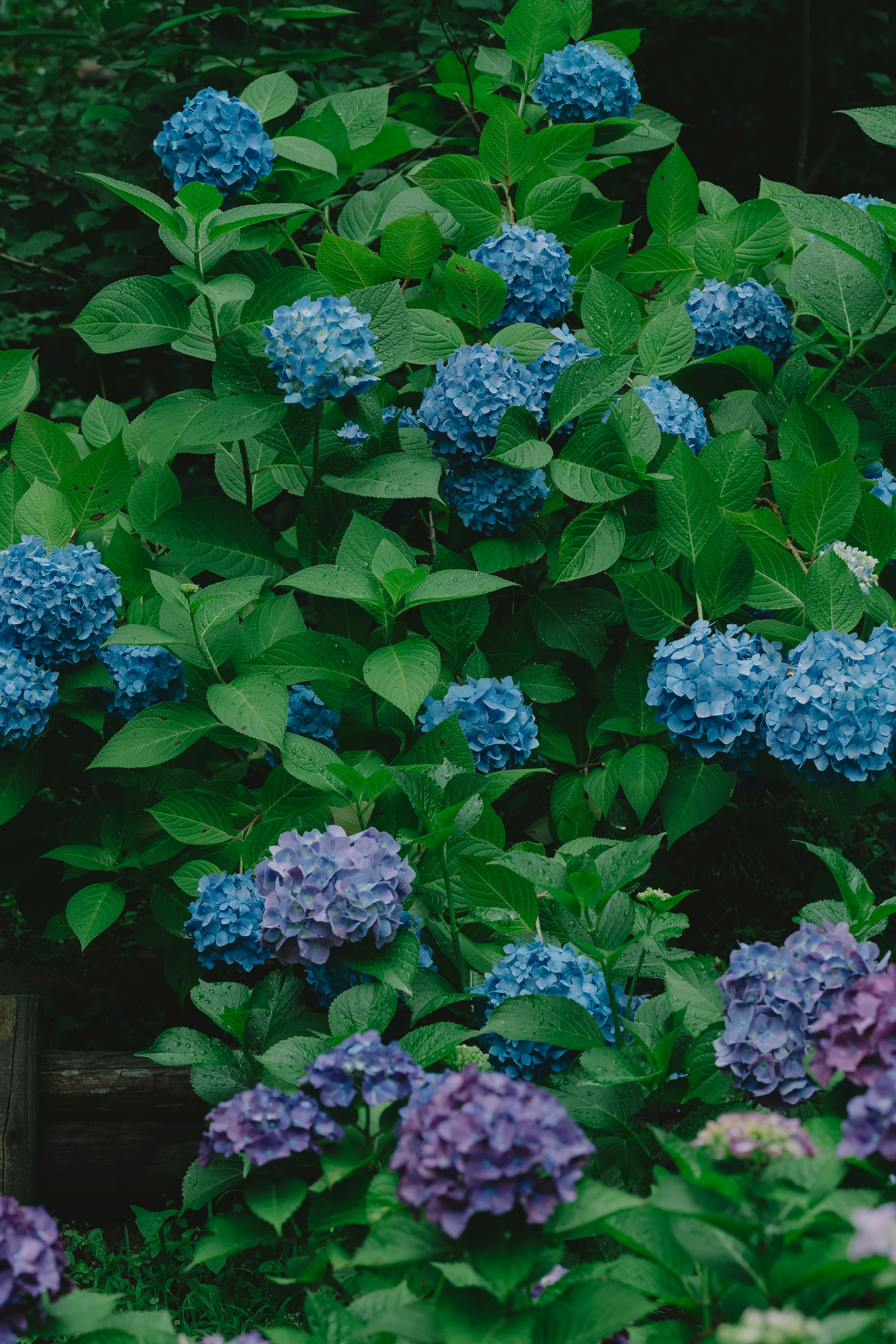 Un arbusto verde exuberante con flores de hortensia azules y moradas