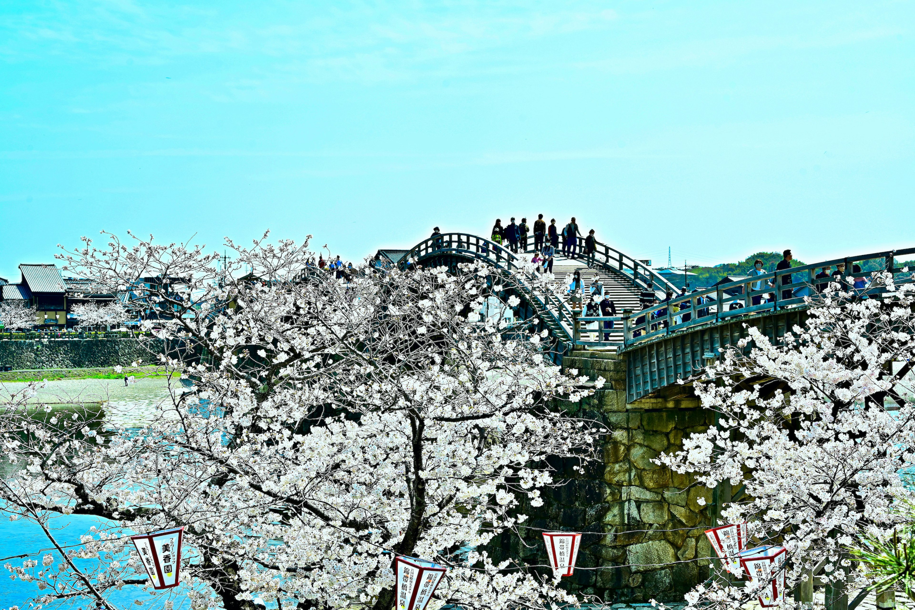 Cherry blossom trees near a bridge under a blue sky