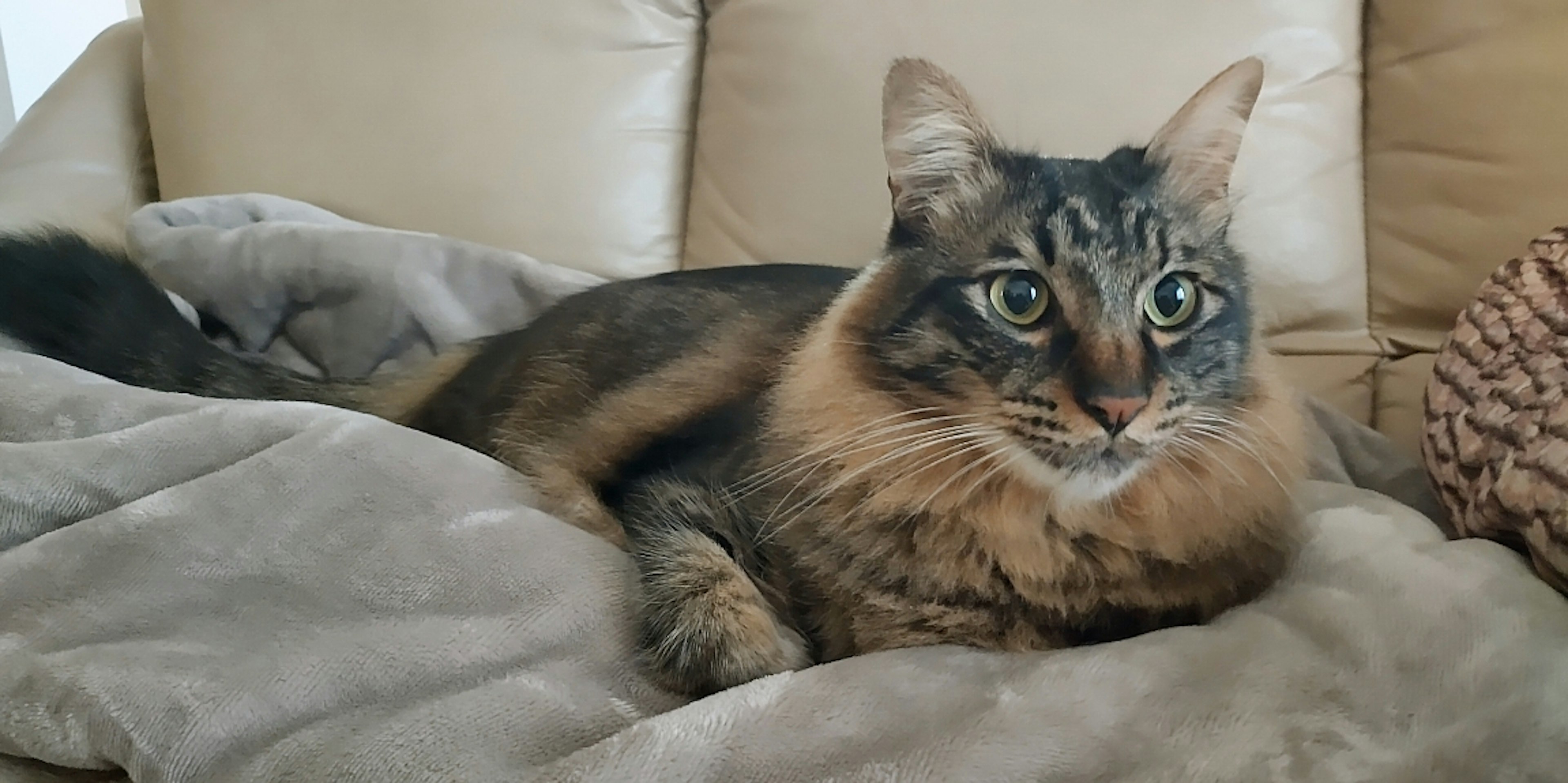 Long-haired cat relaxing on a couch