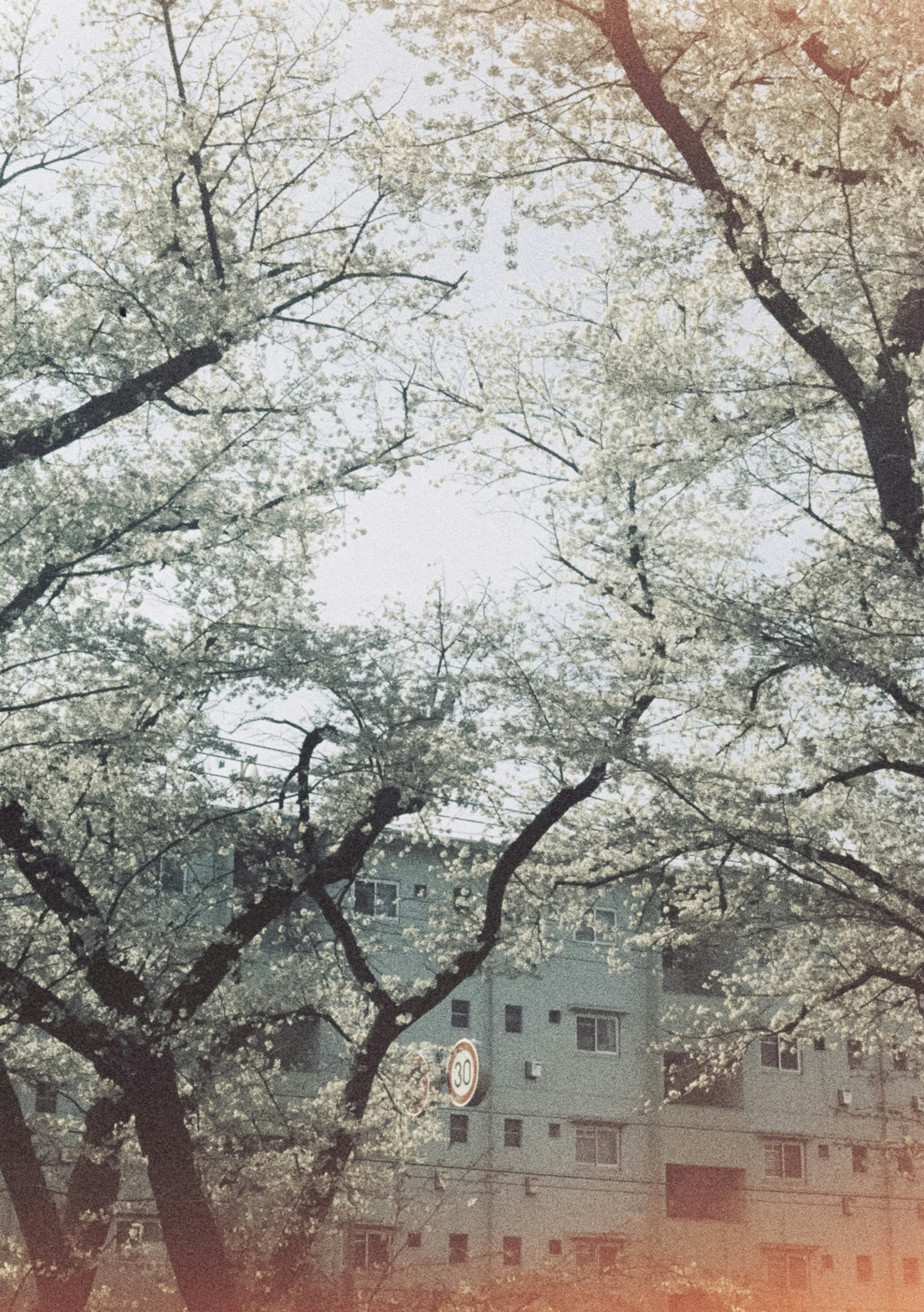 Alberi di ciliegio in fiore con fiori e edifici sullo sfondo