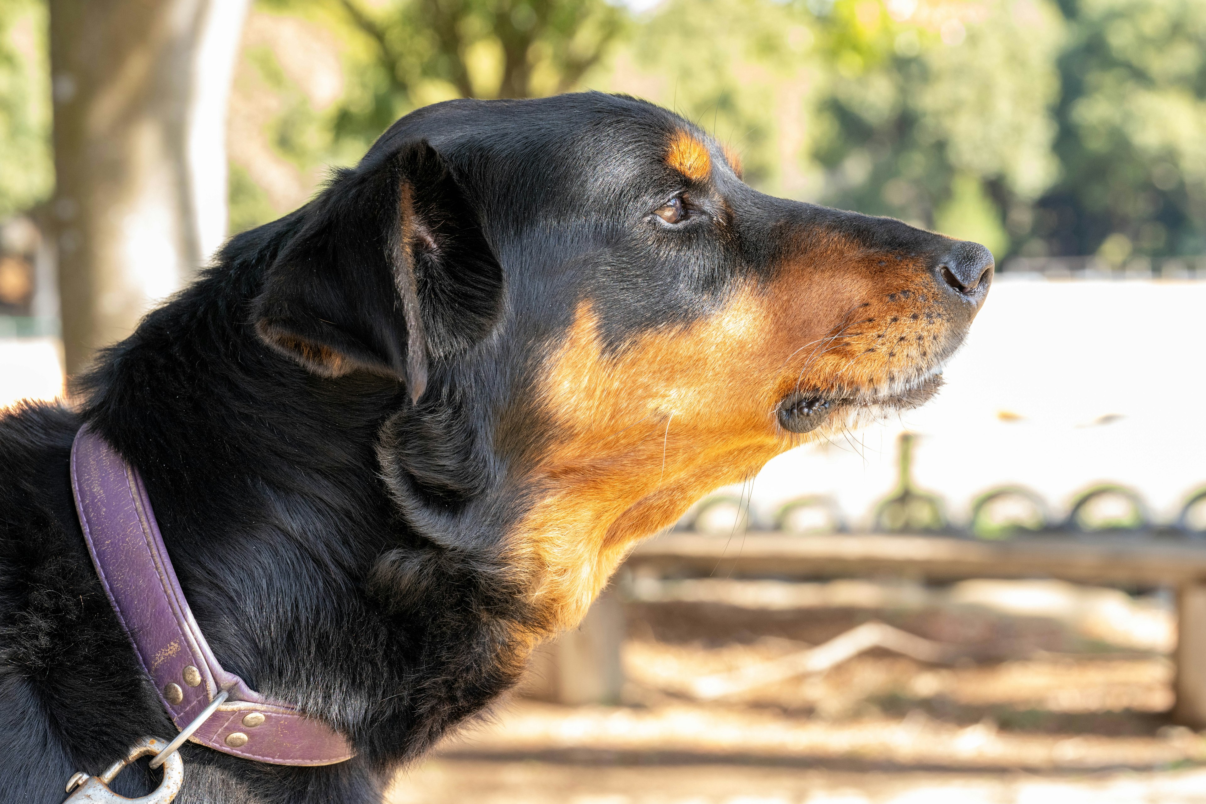 黒と茶色の犬が公園で横を向いている