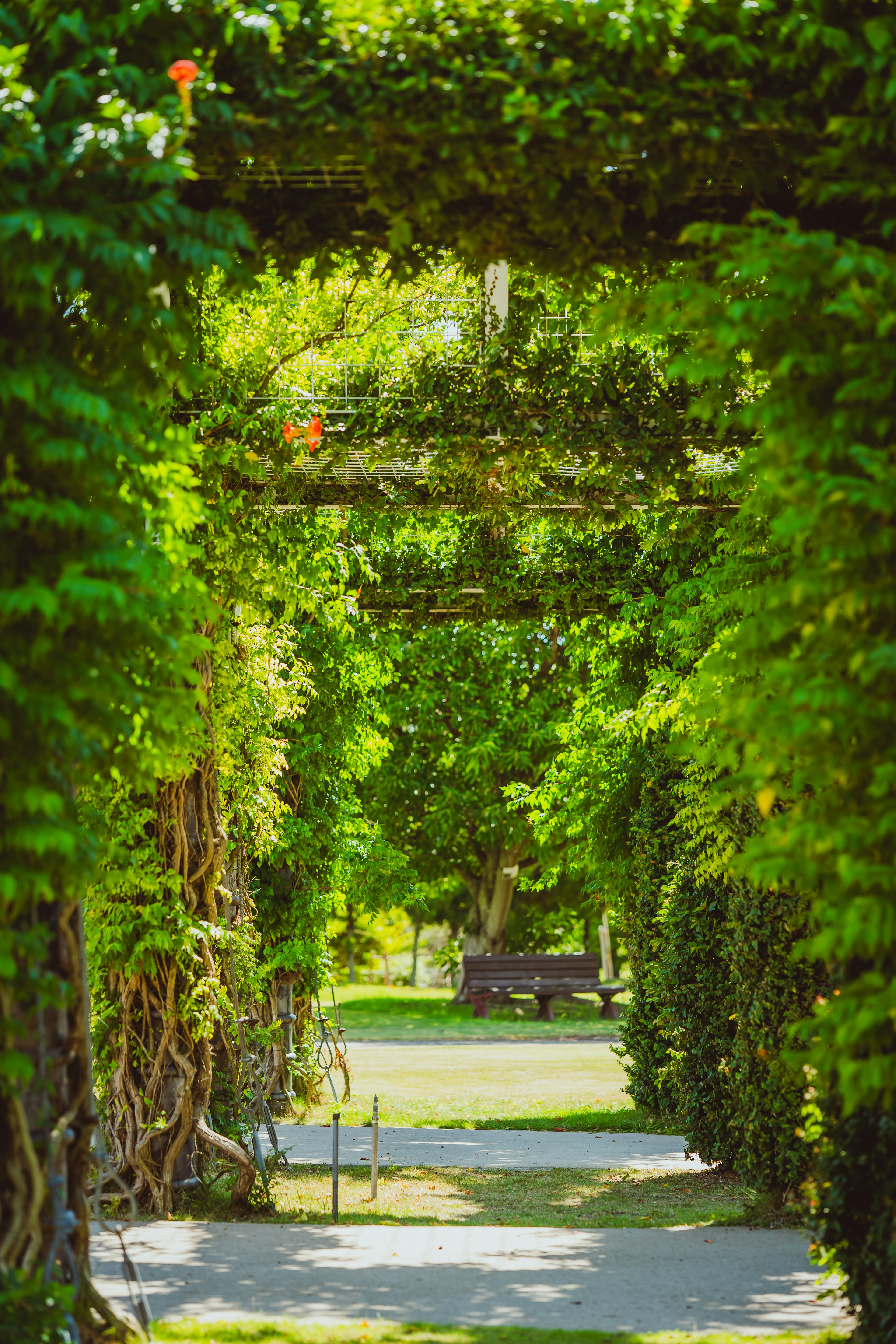 Ein üppiger grüner Bogen, der zu einem ruhigen Parkweg führt