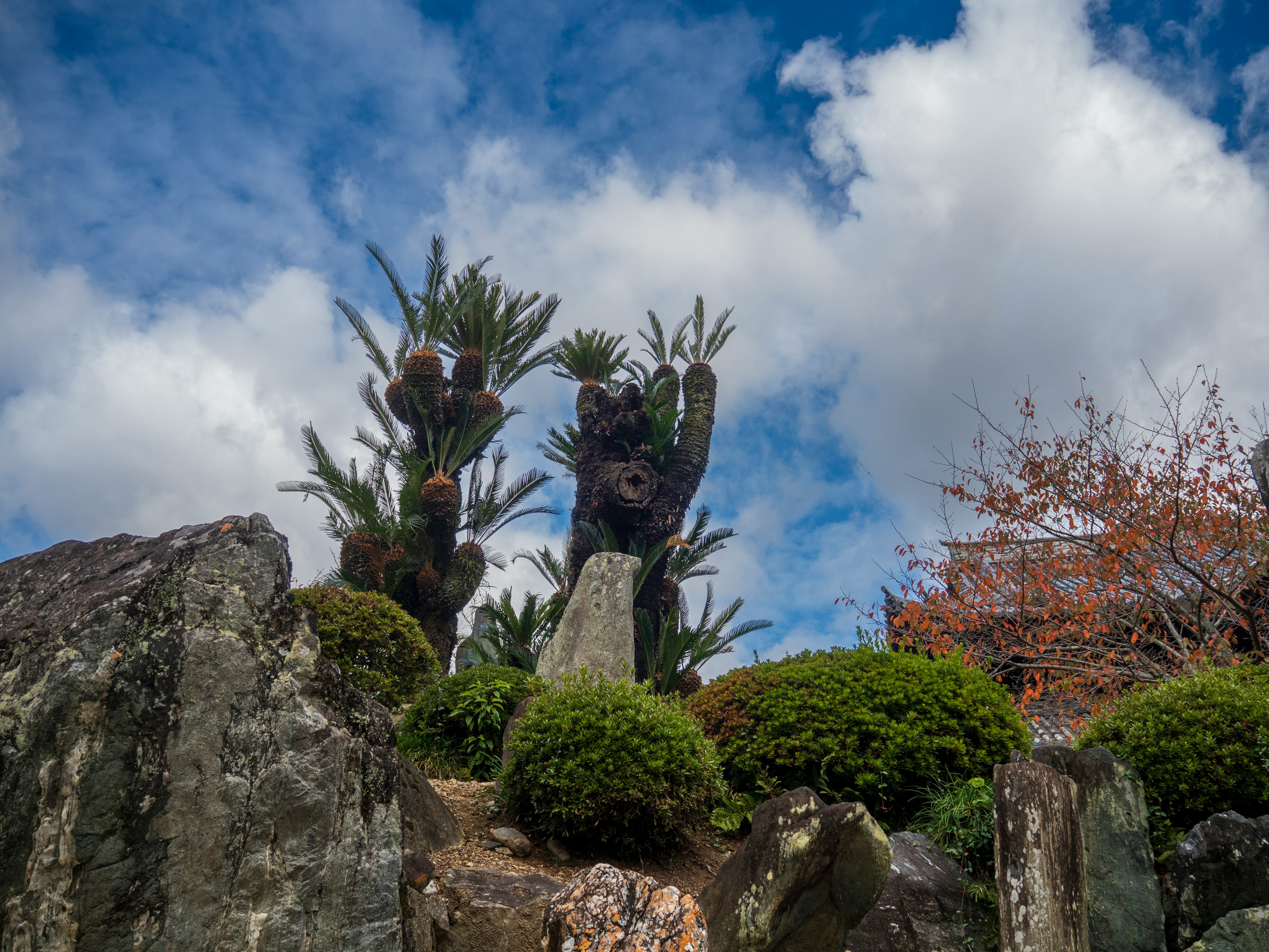 青空と雲を背景にした特徴的な植物と岩の景観