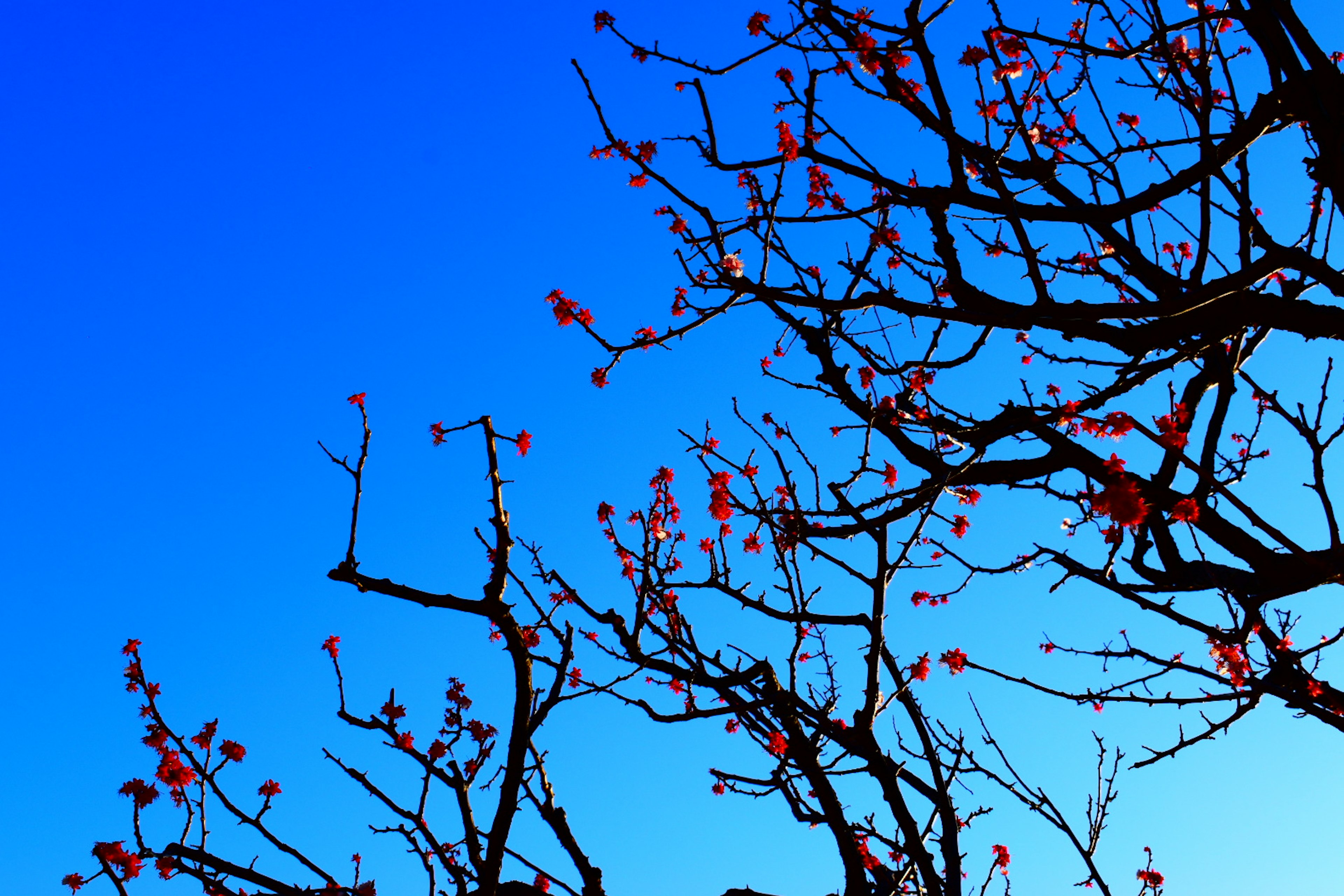 青空を背景にした枝に咲く赤い花のある木