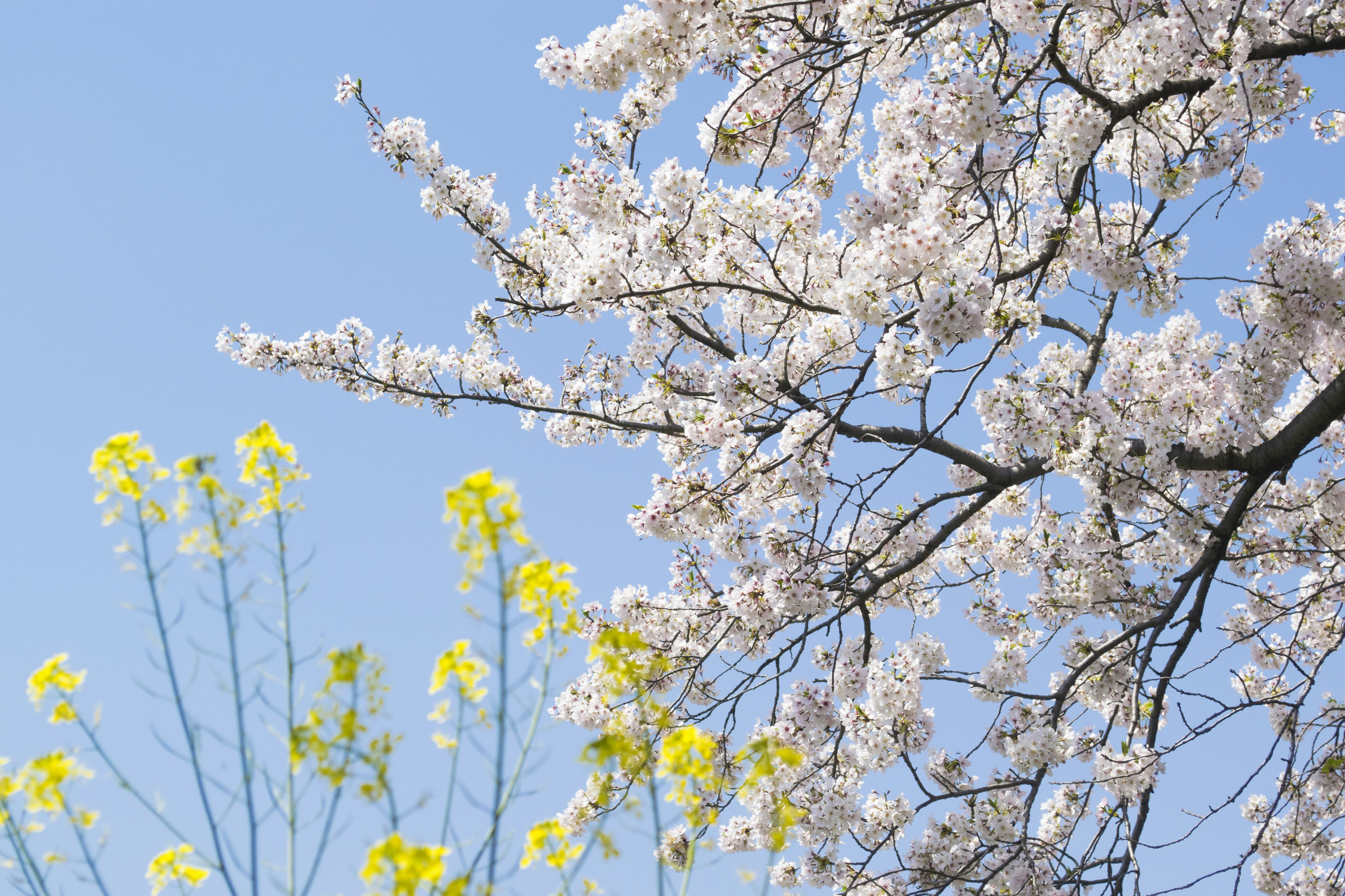 Bunga sakura dan daun muda di bawah langit biru