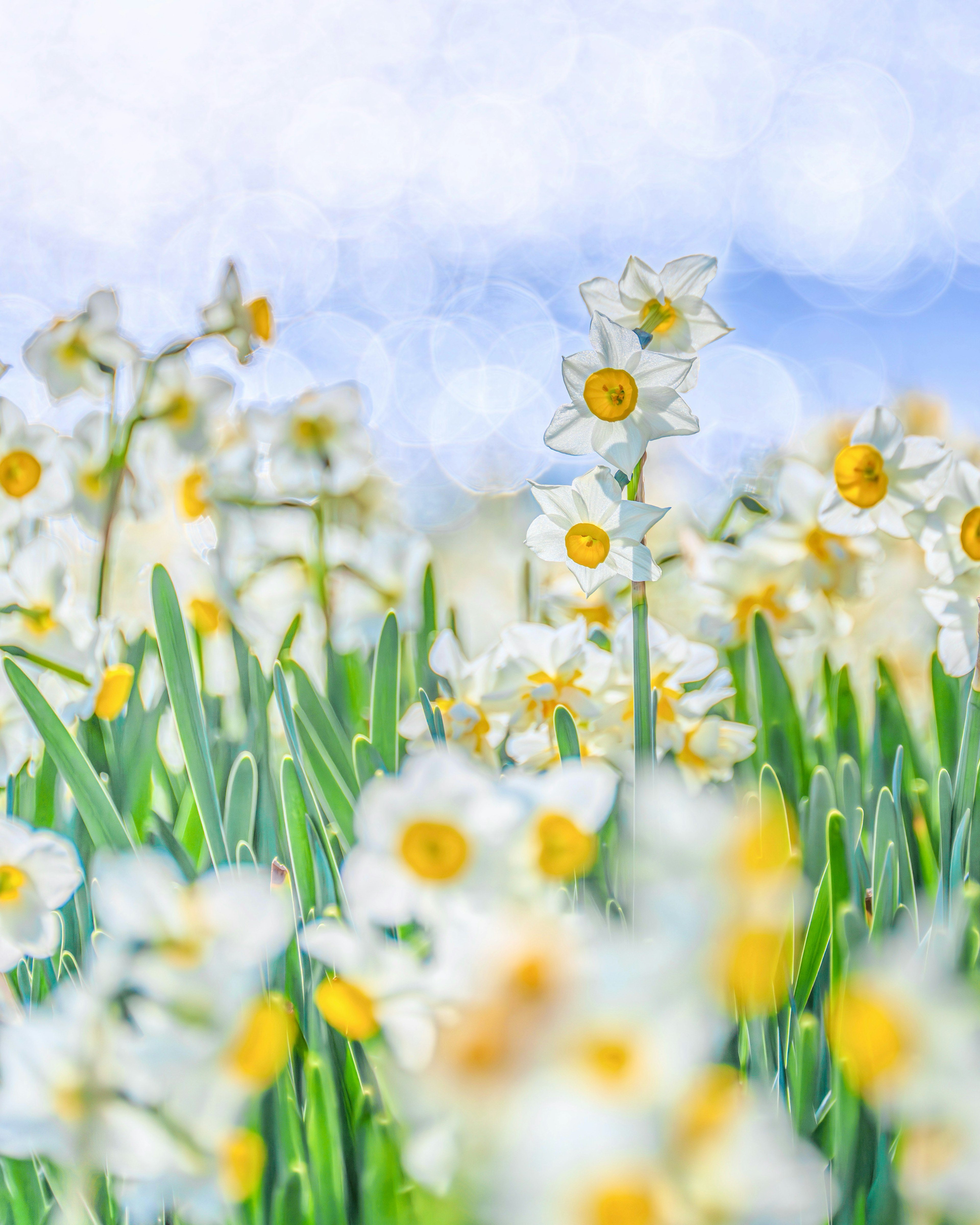 Campo di narcisi in fiore con petali bianchi e centri gialli su uno sfondo sfocato