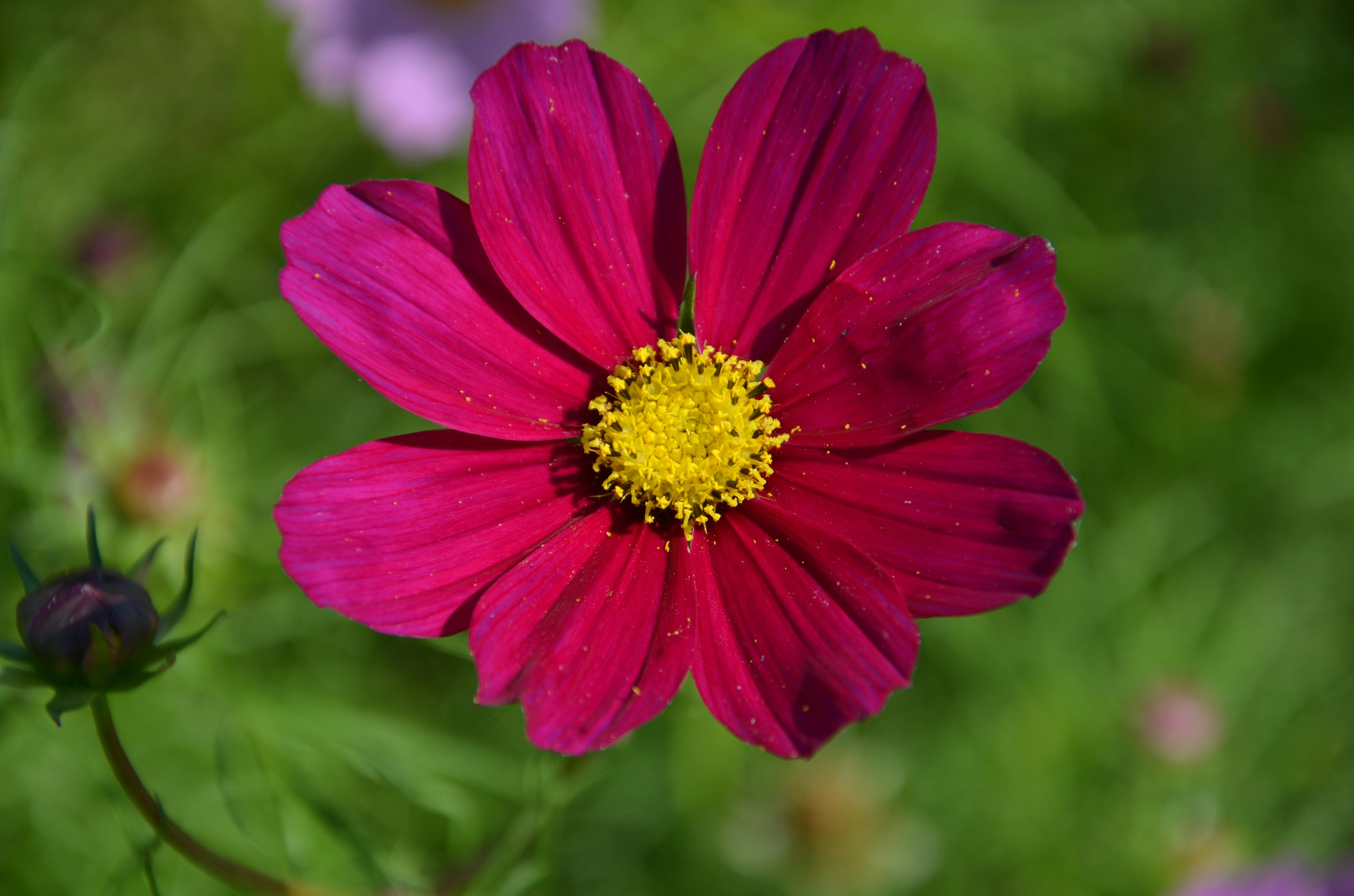 Fiore rosa vivace con centro giallo di una pianta di cosmos