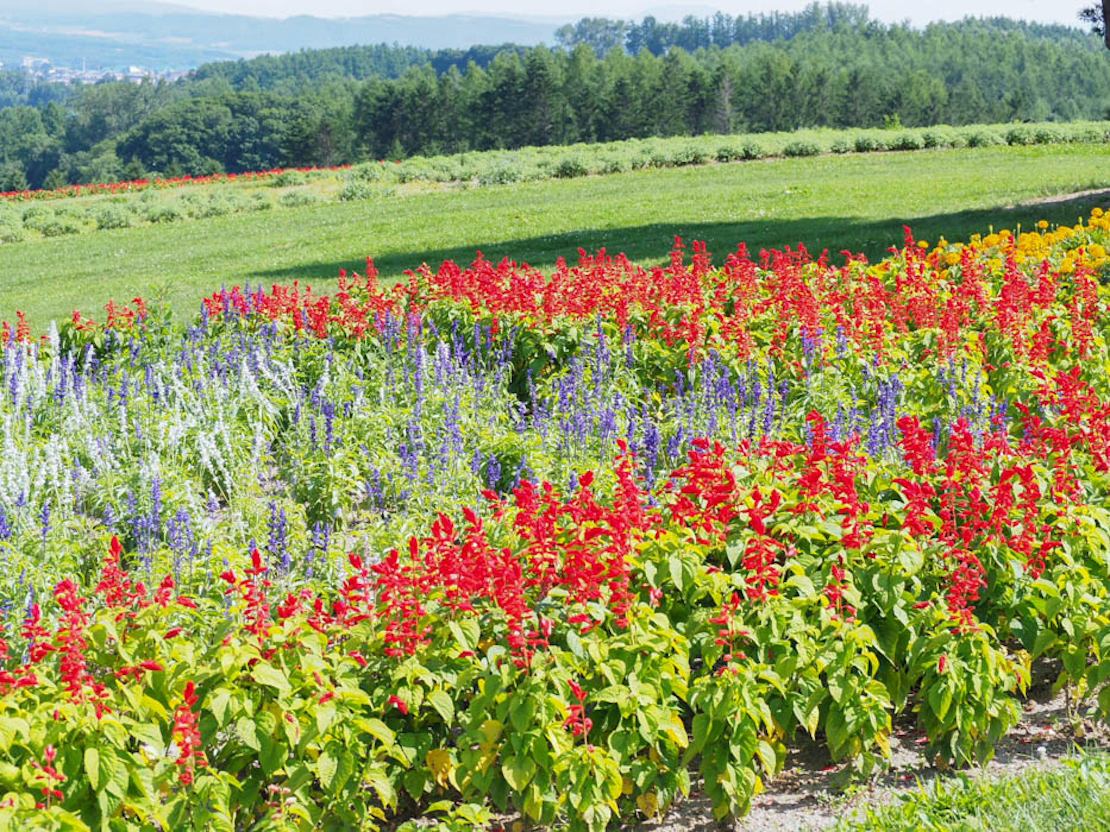 色とりどりの花が咲く美しい風景の庭