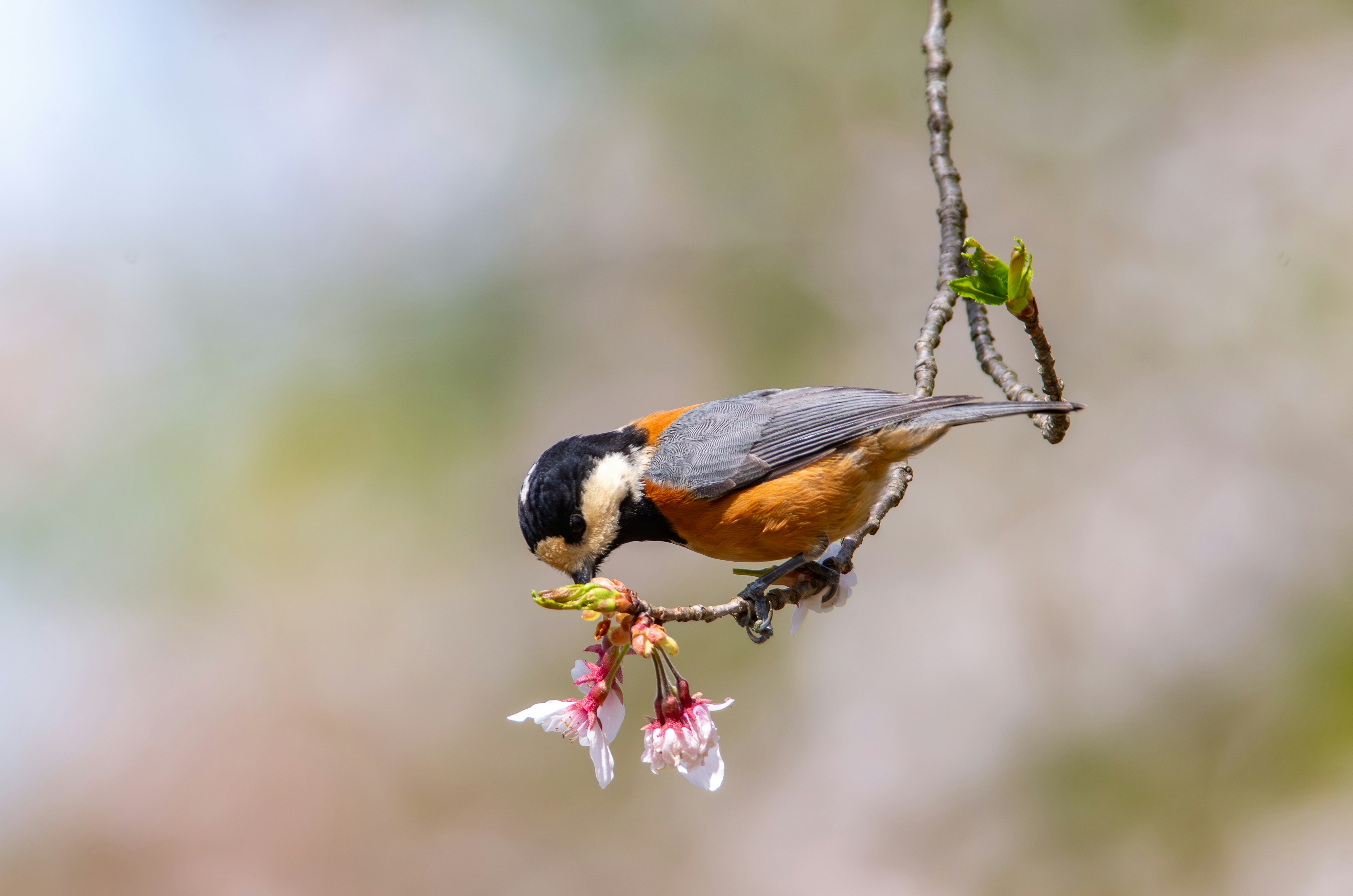 Pájaro colorido picoteando flores de cerezo