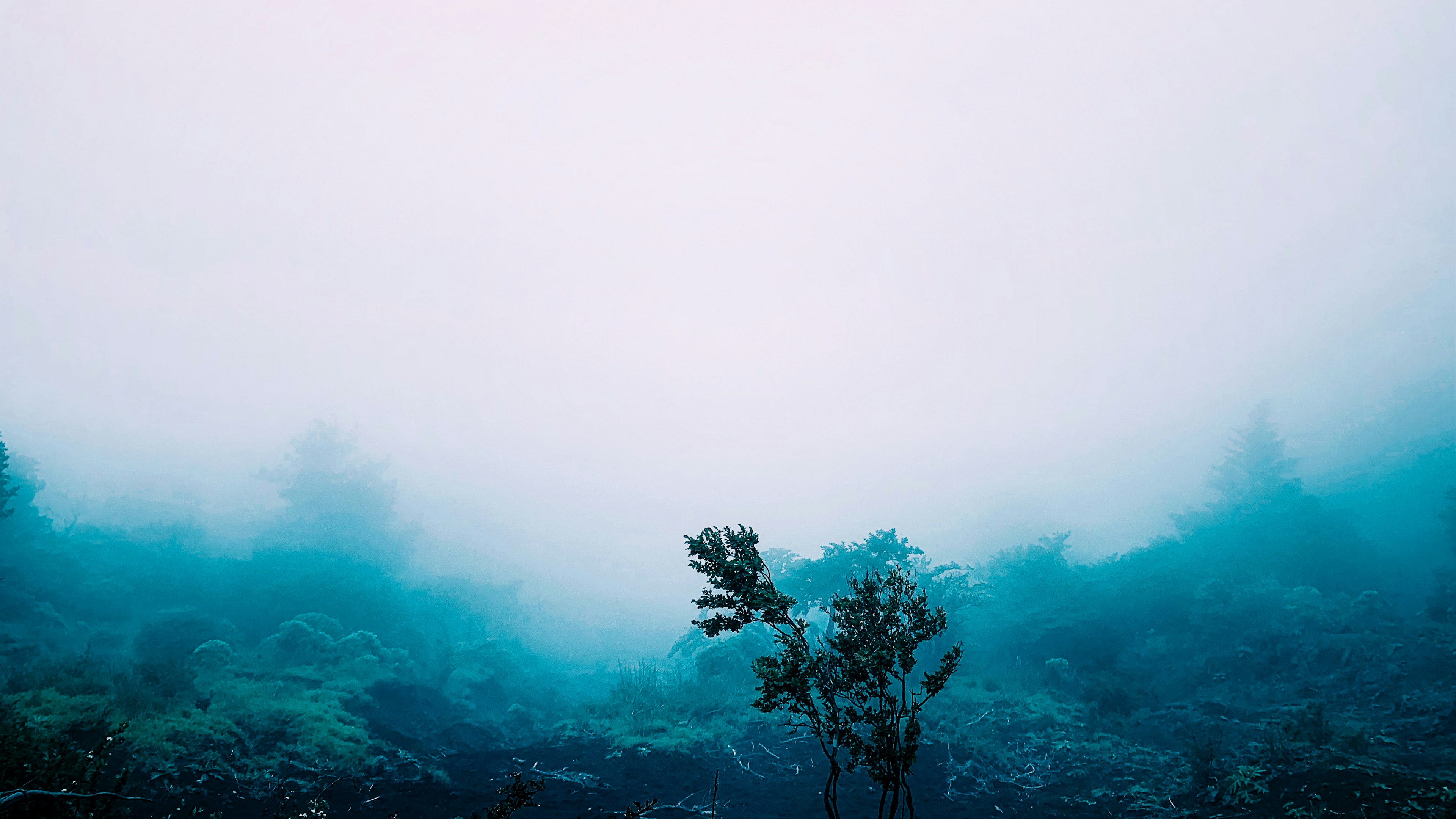 Misty landscape with a single tree and blue hues