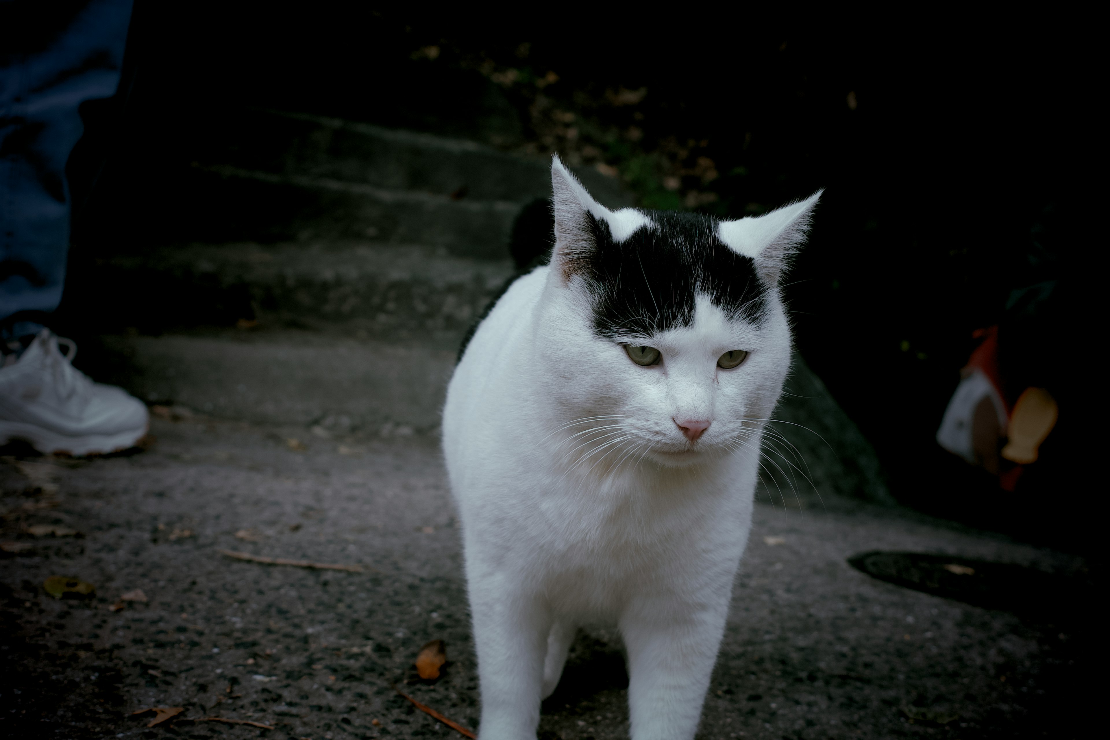 白黒の猫が歩いているシーン