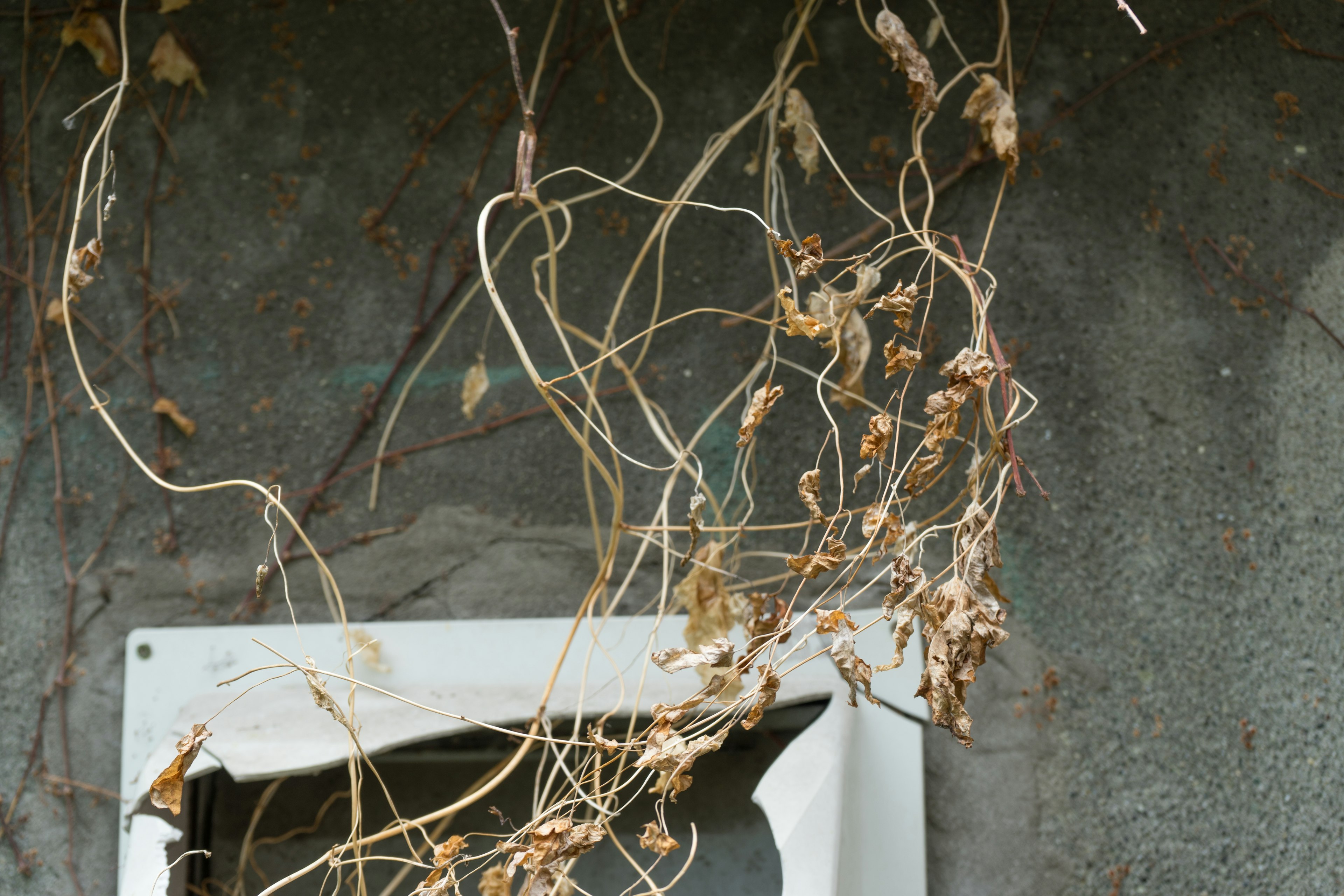 Dried vines entwined around a white frame against a textured wall