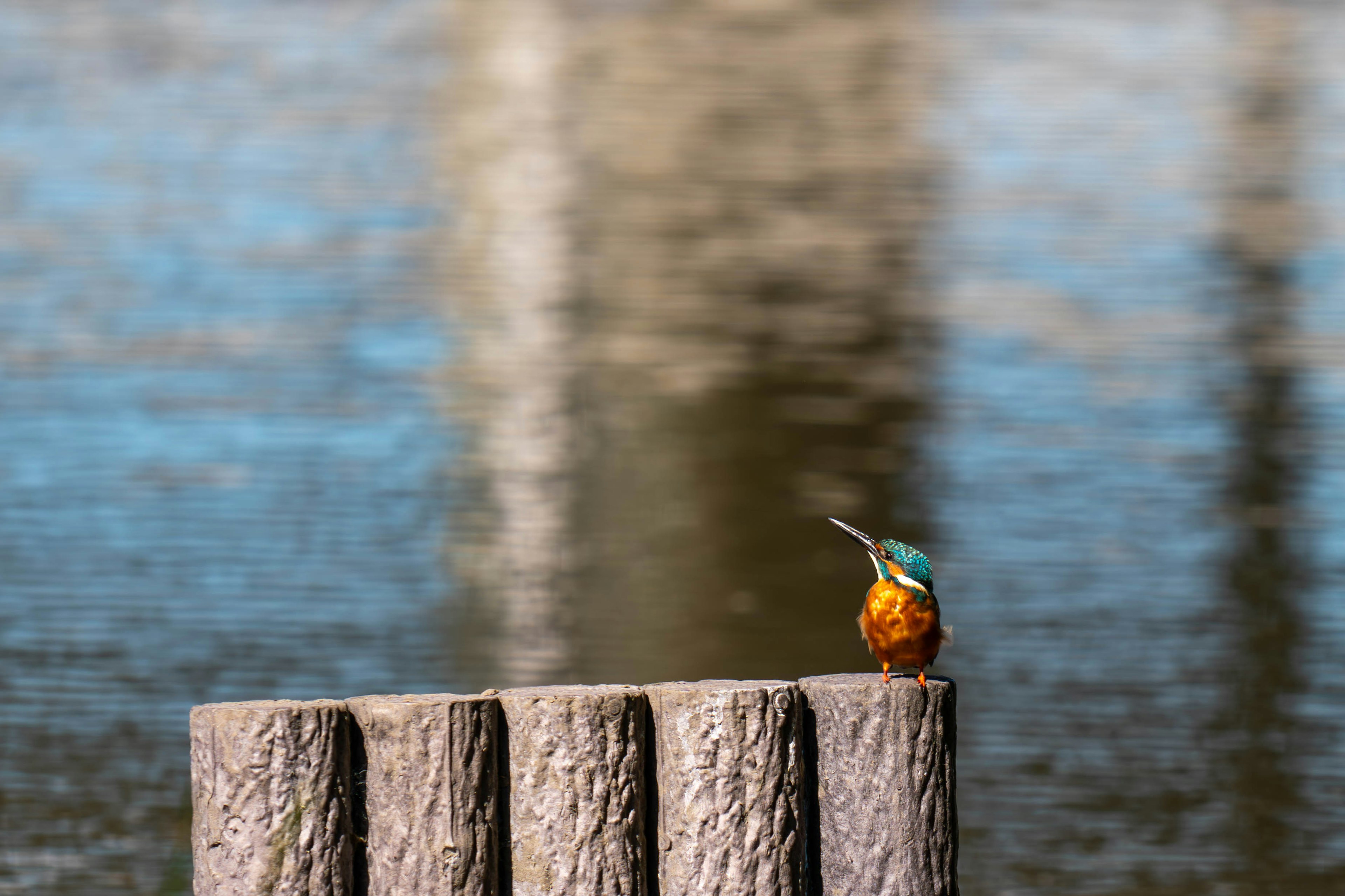 Un oiseau roi pêcheur perché sur un poteau en bois près de l'eau