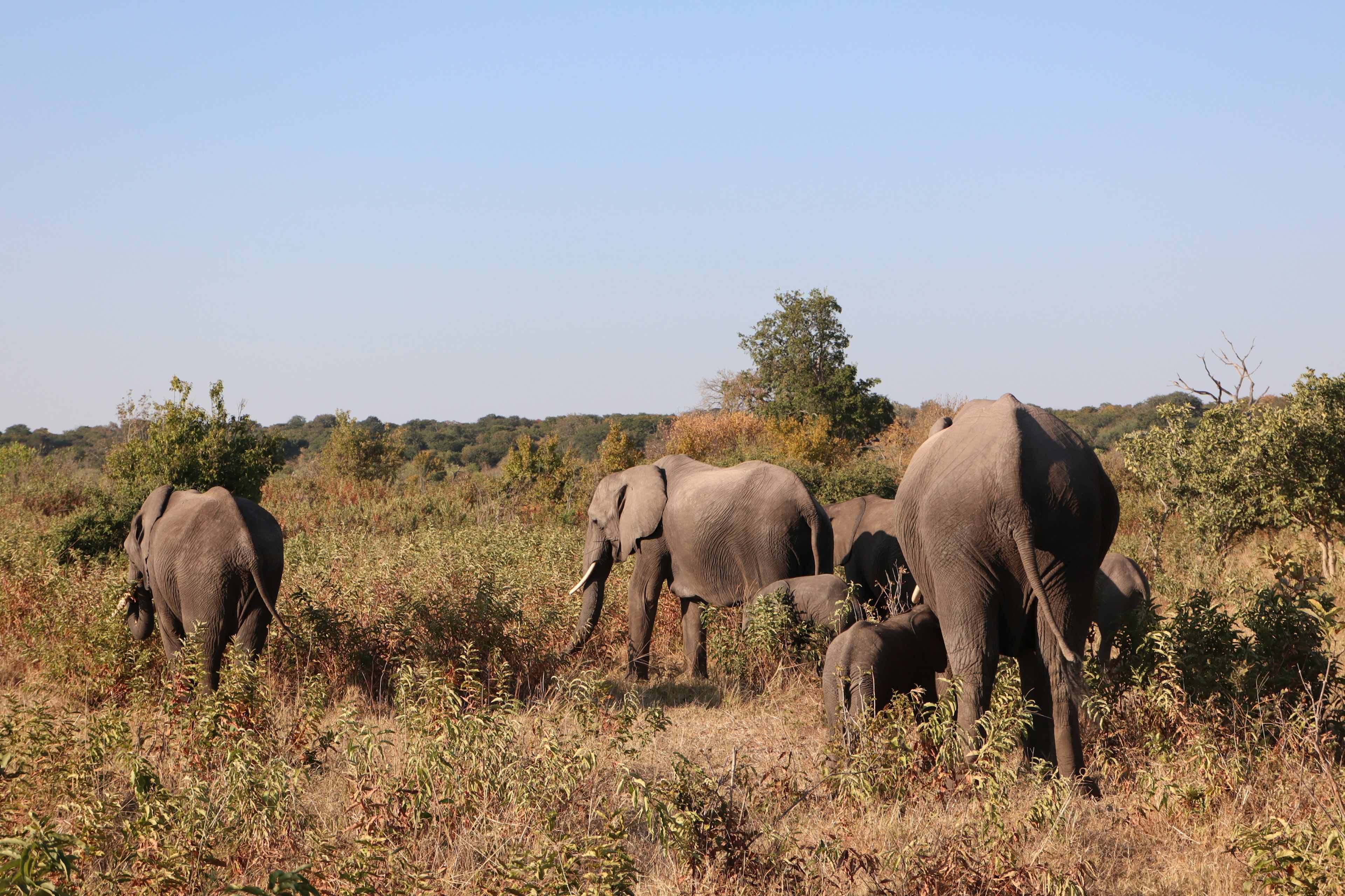 Groupe d'éléphants marchant dans la savane sous un ciel bleu