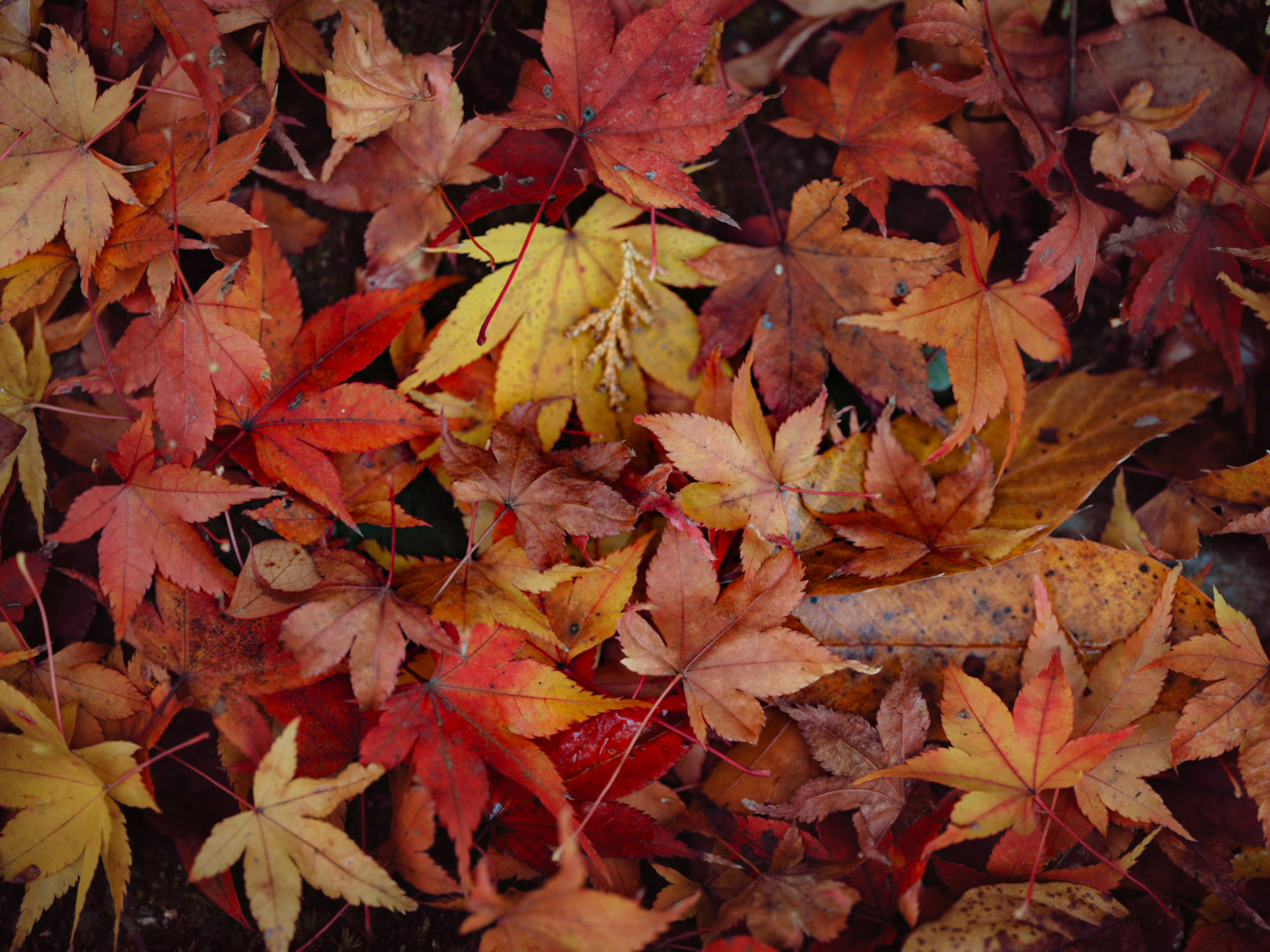 Feuilles d'automne colorées éparpillées sur le sol montrant des teintes vives