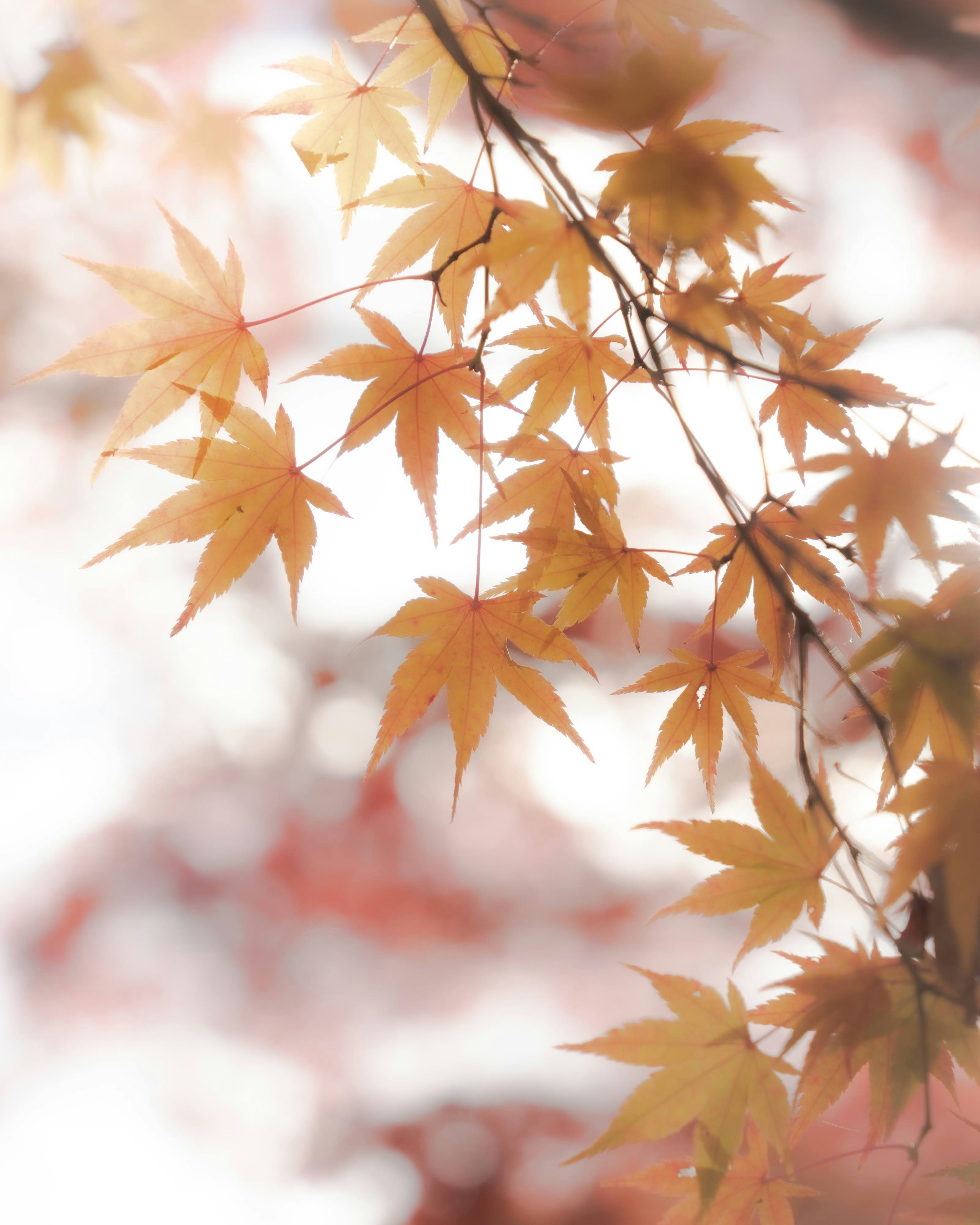 Vibrant orange maple leaves hanging from a branch in an autumn scene