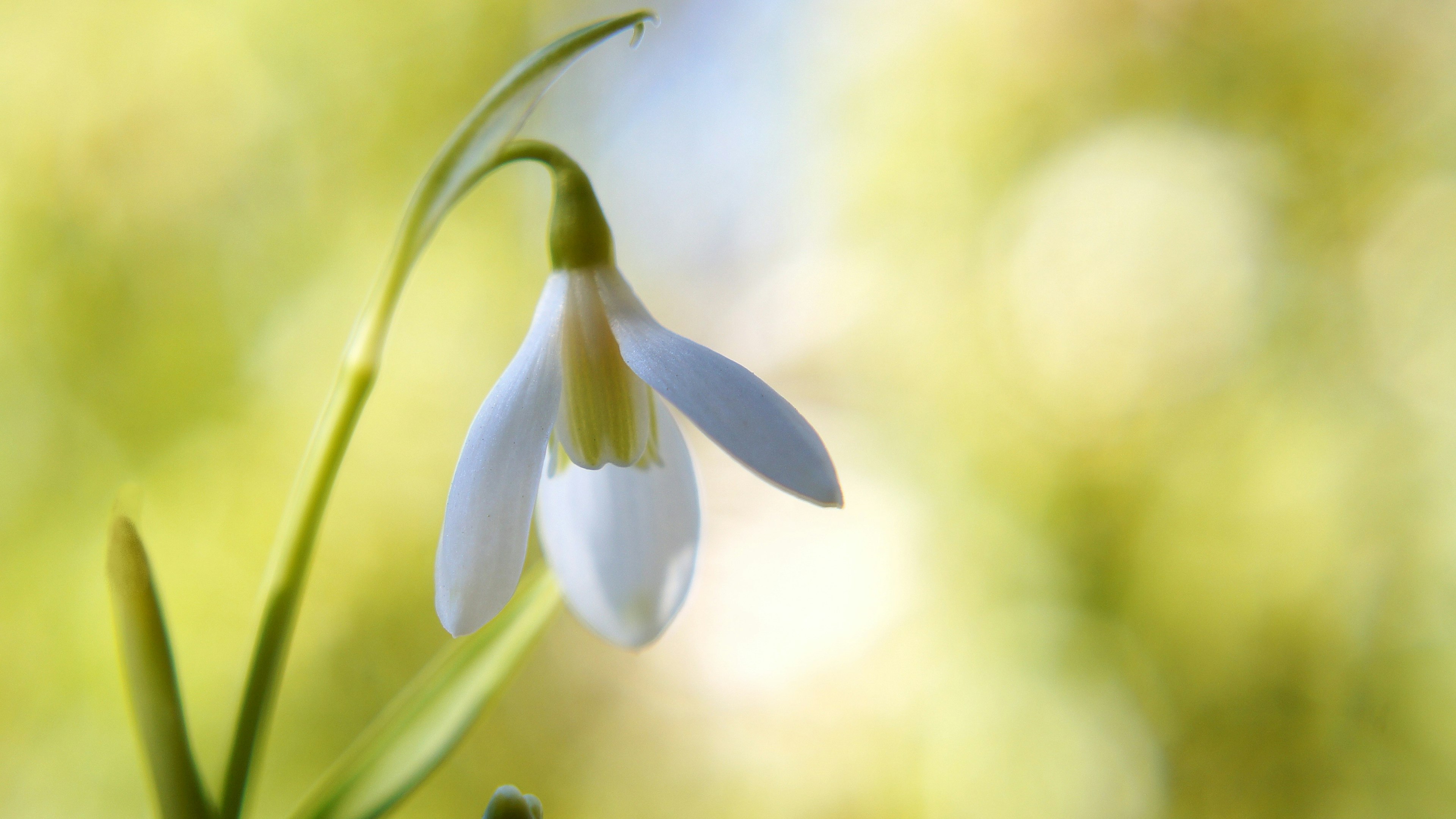 Sebuah bunga snowdrop putih menonjol di latar belakang hijau