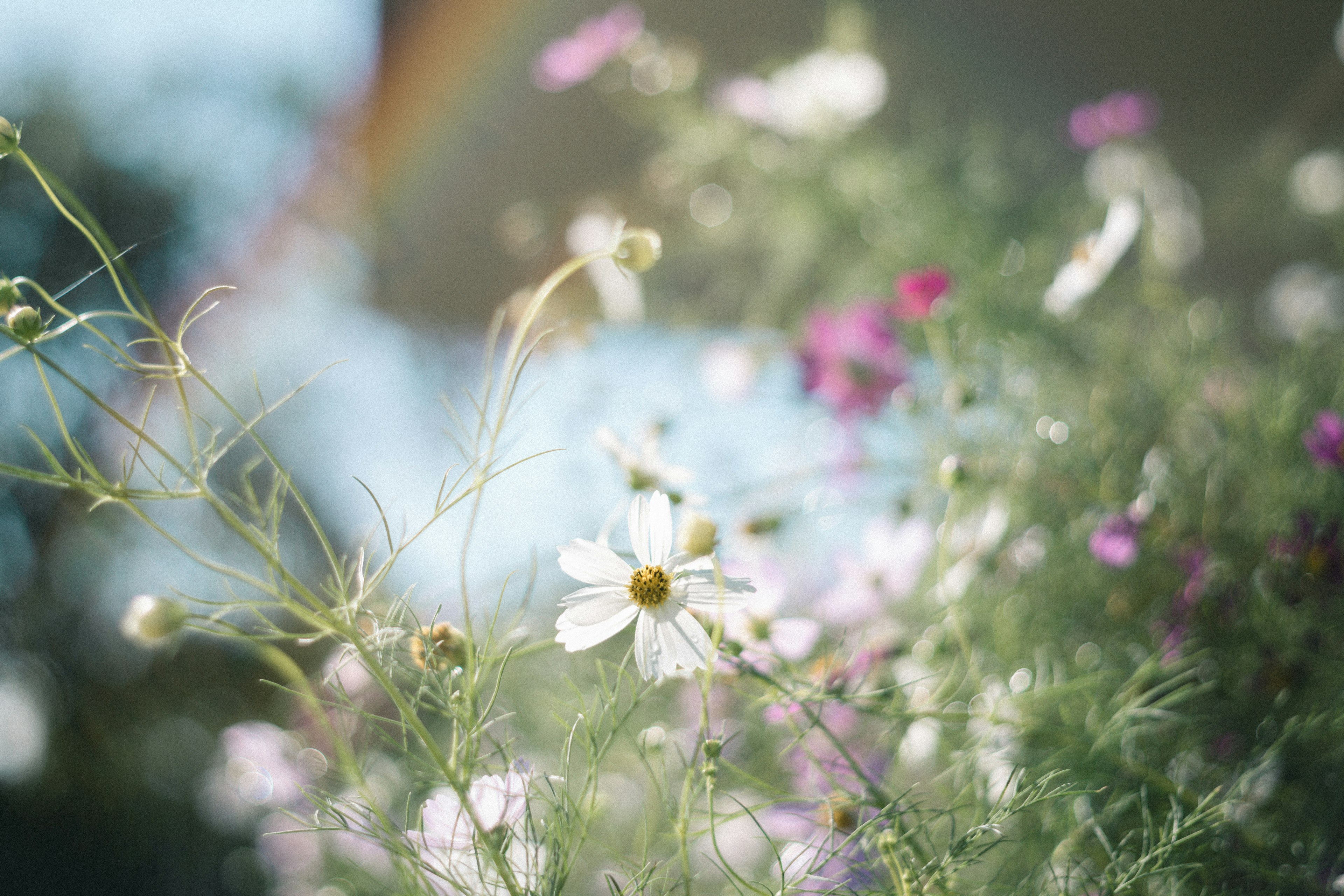 A soft-focus image of colorful flowers with a prominent white flower in the foreground