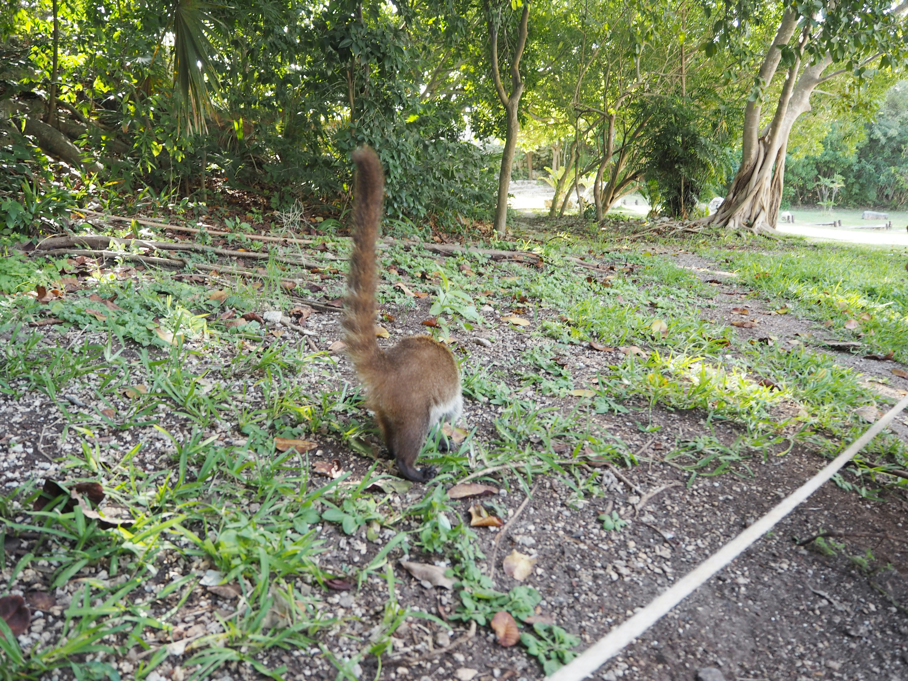 A view of an animal's back and tail walking through grass in a park