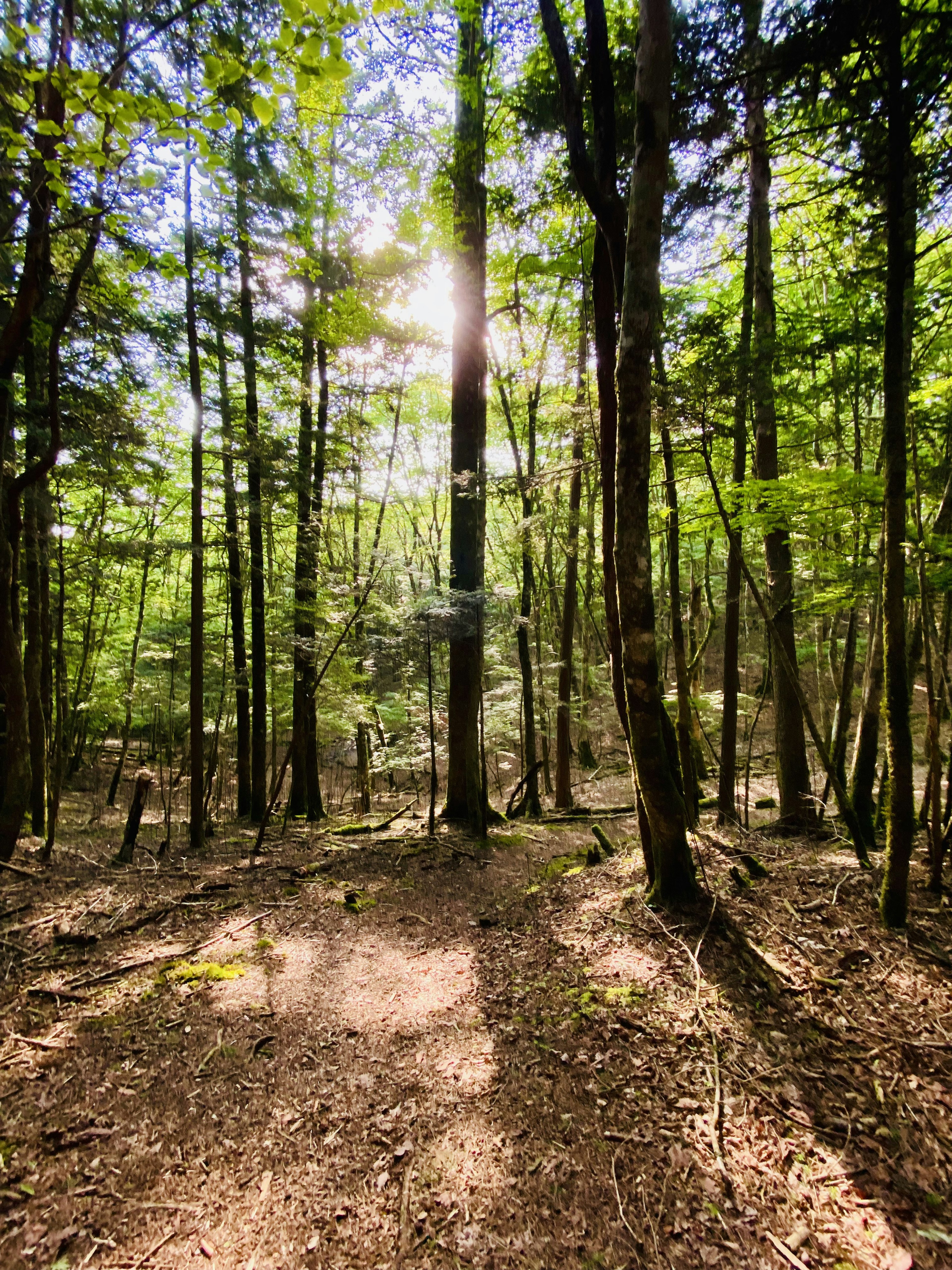 Una escena forestal serena con luz solar filtrándose a través de árboles verdes