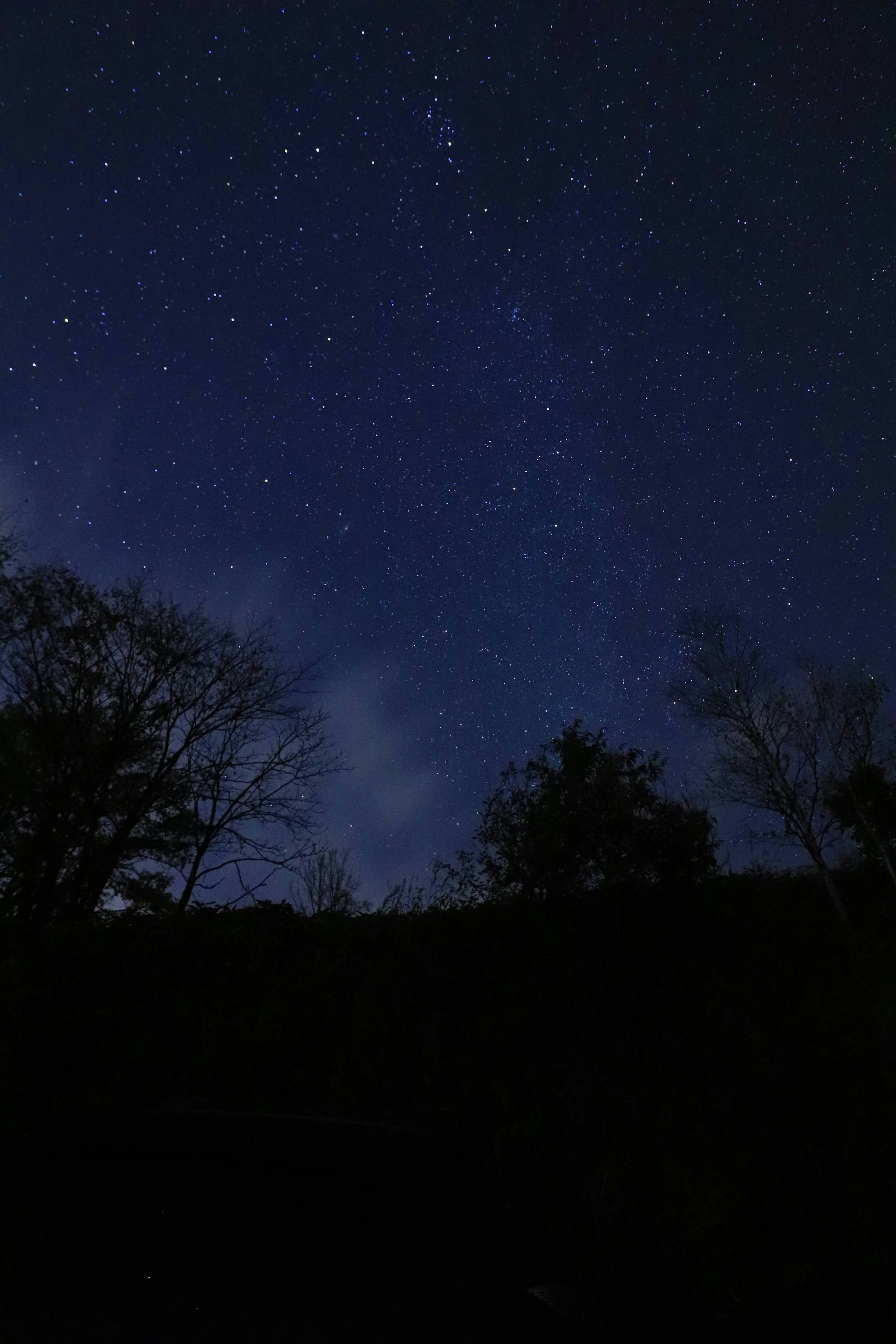 Cielo notturno pieno di innumerevoli stelle e alberi in silhouette