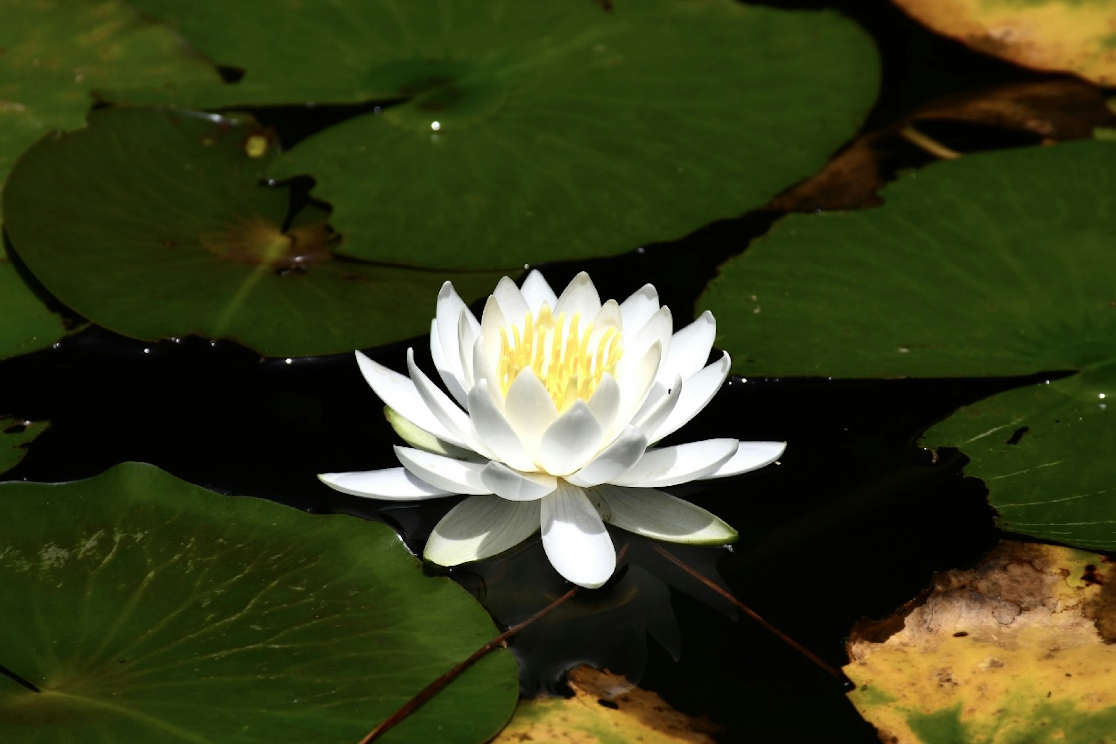 Eine weiße Seerose, die auf der Oberfläche schwimmt, umgeben von grünen Blättern