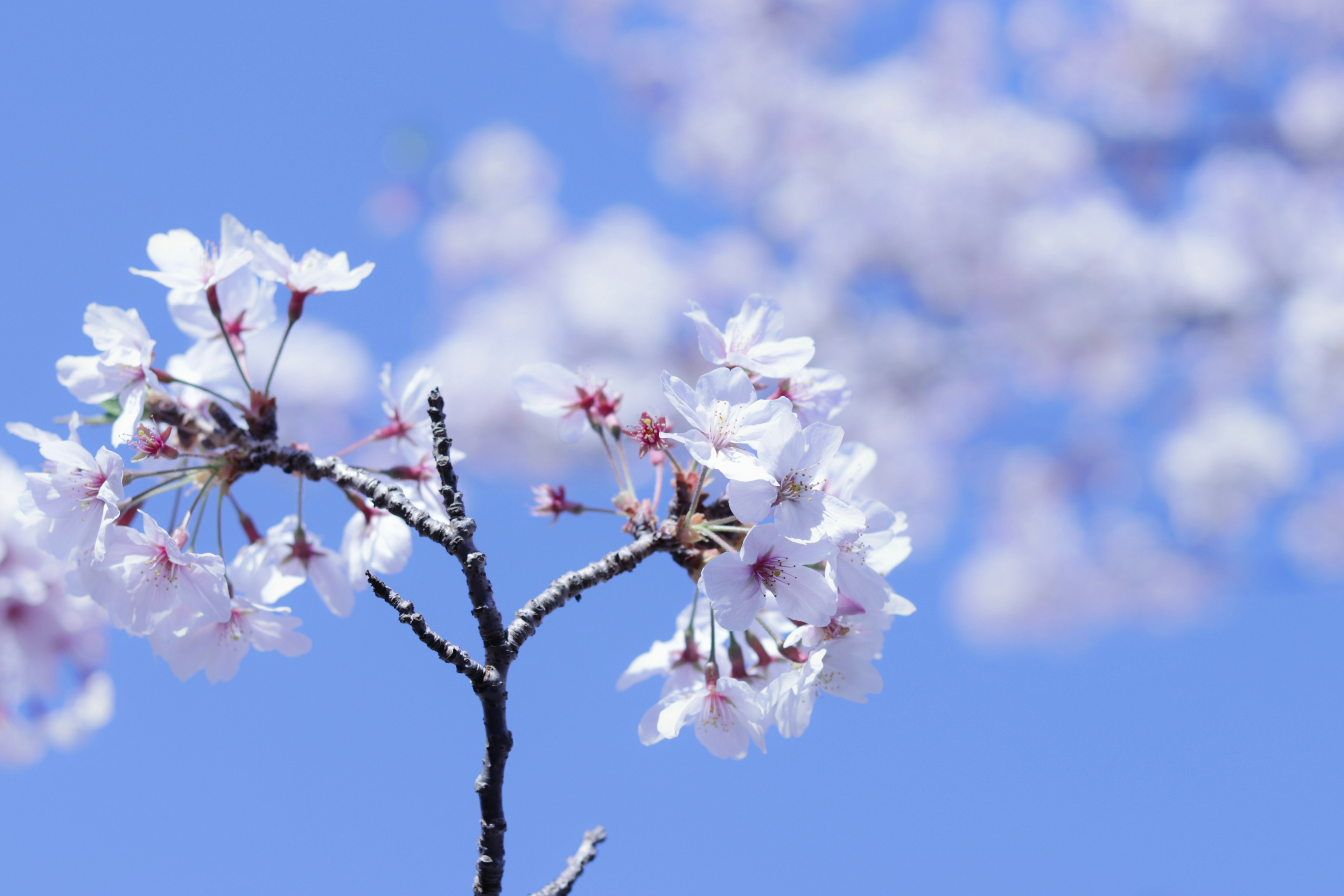 Primo piano di fiori di ciliegio e rami contro un cielo azzurro