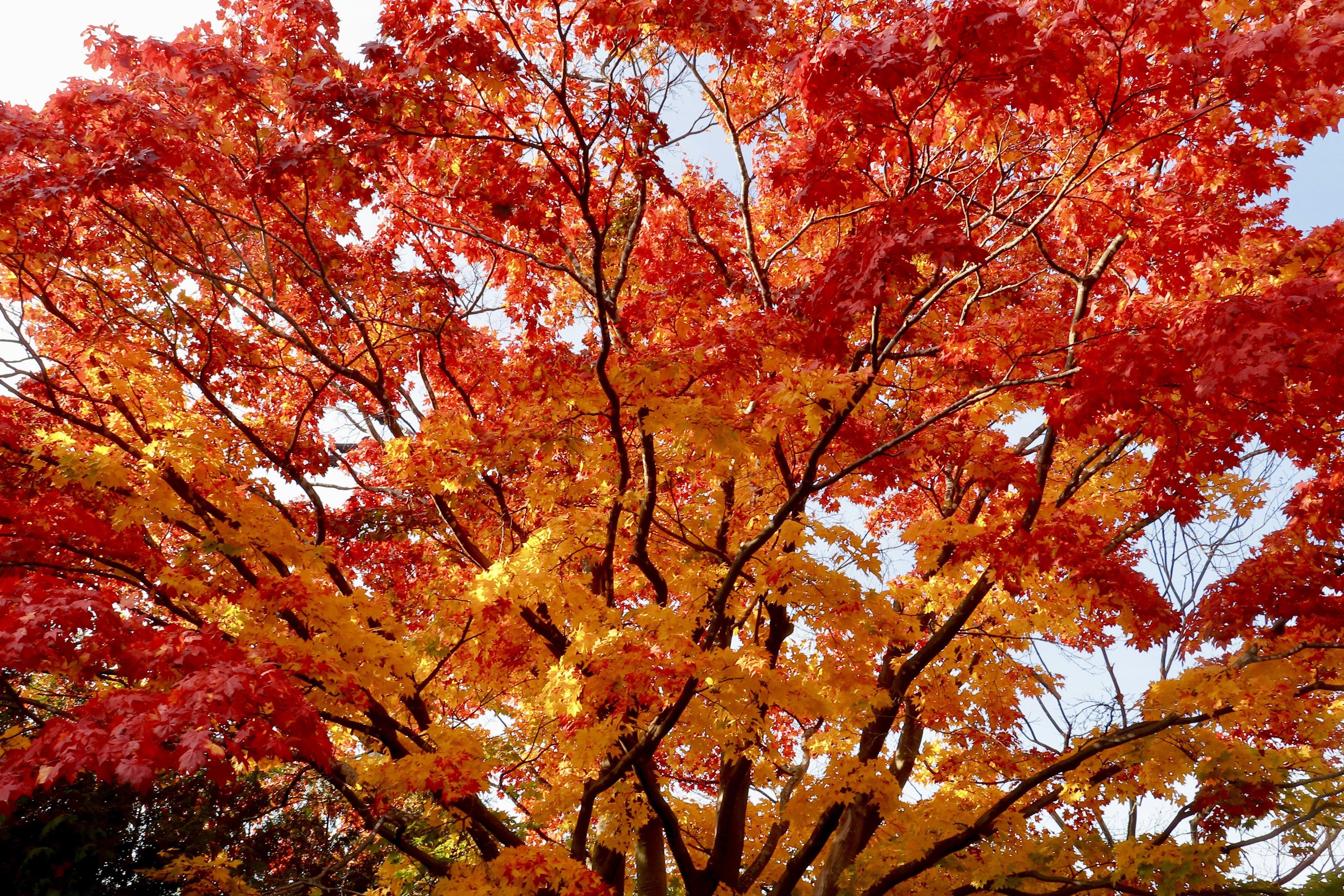 美しい紅葉の木が鮮やかな赤と黄色の葉を持っている