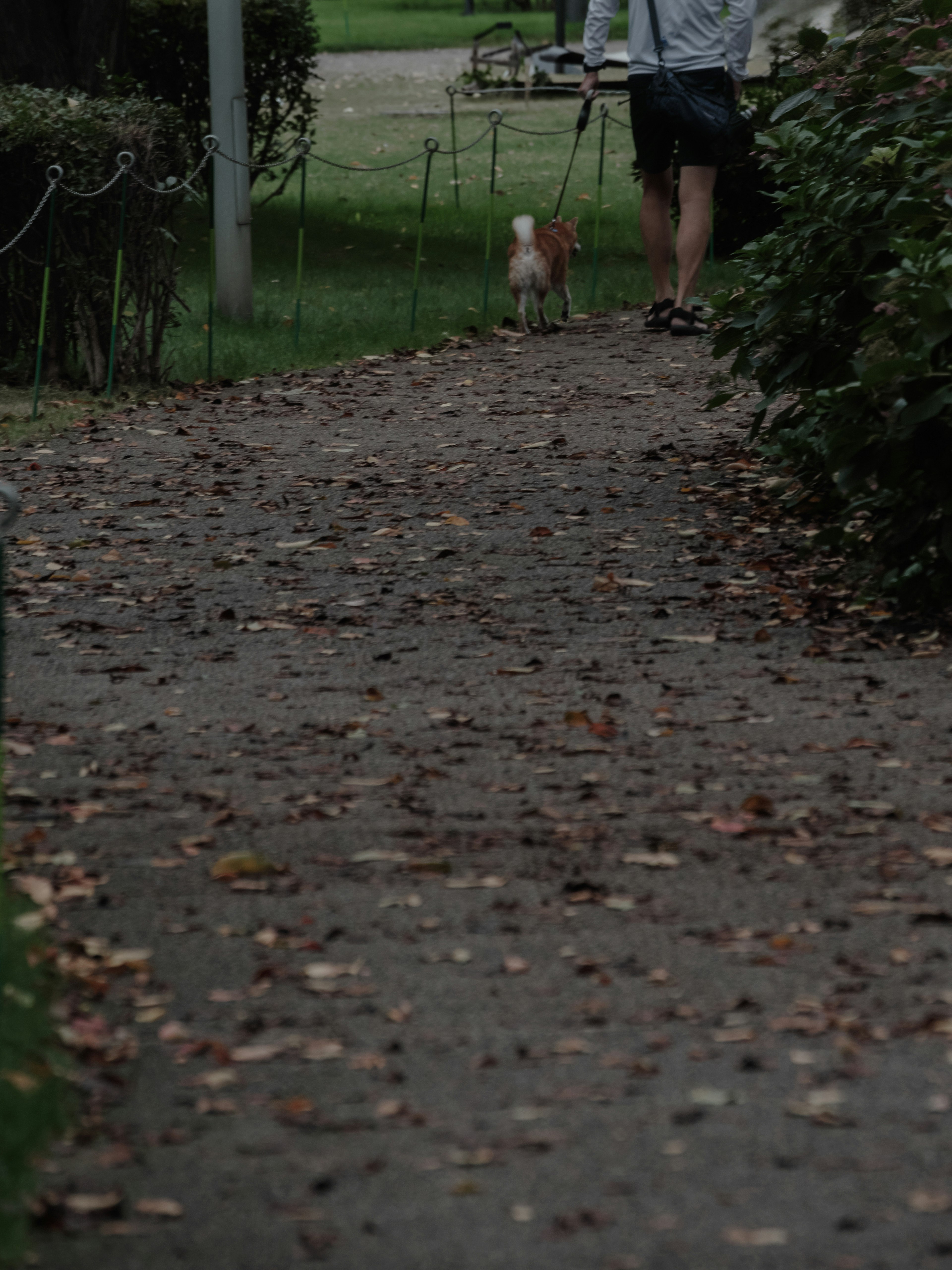 Une personne marchant un chien le long d'un chemin couvert de feuilles