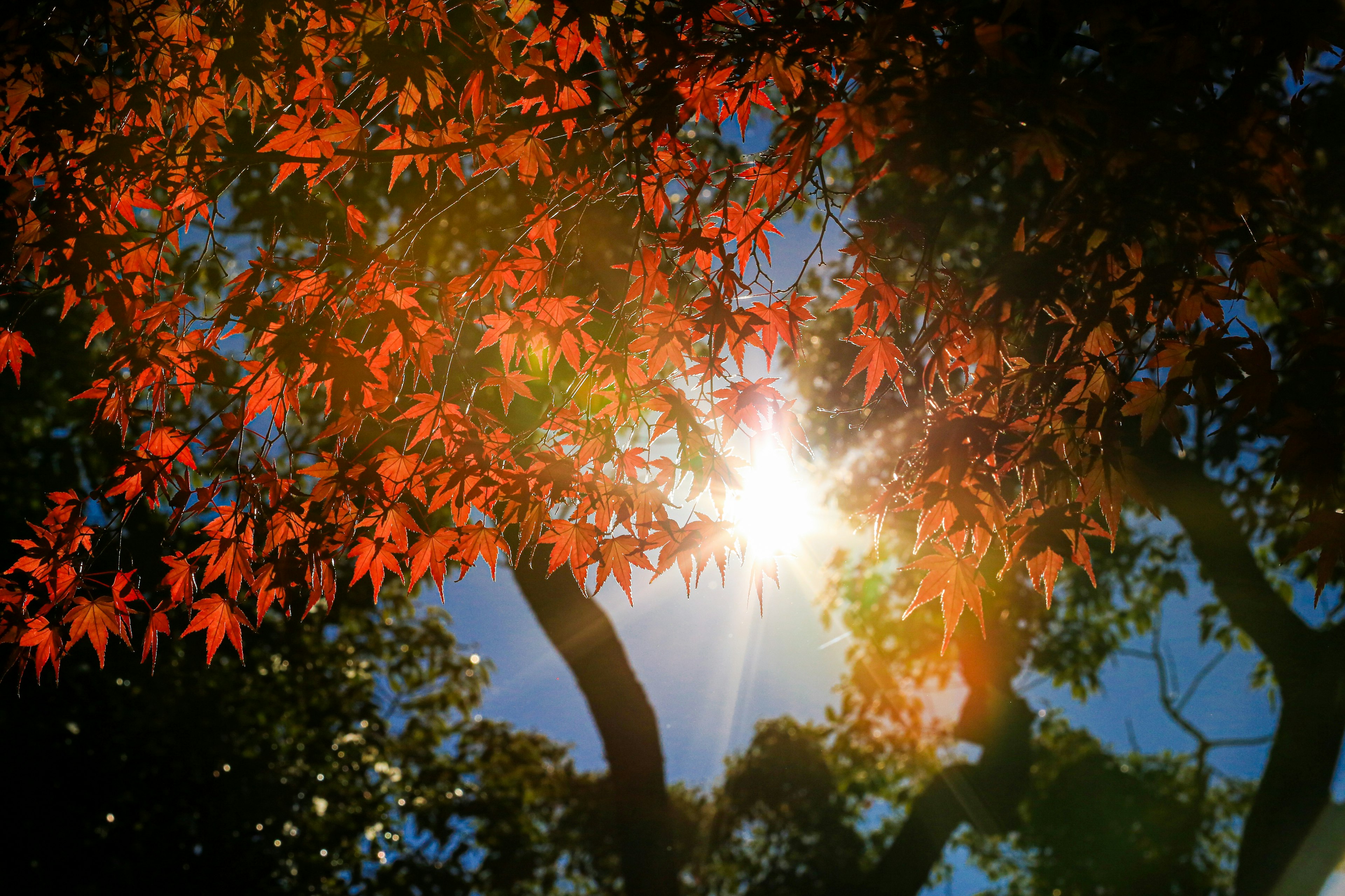 Hojas rojas vibrantes cruzándose con la luz del sol en una escena de otoño