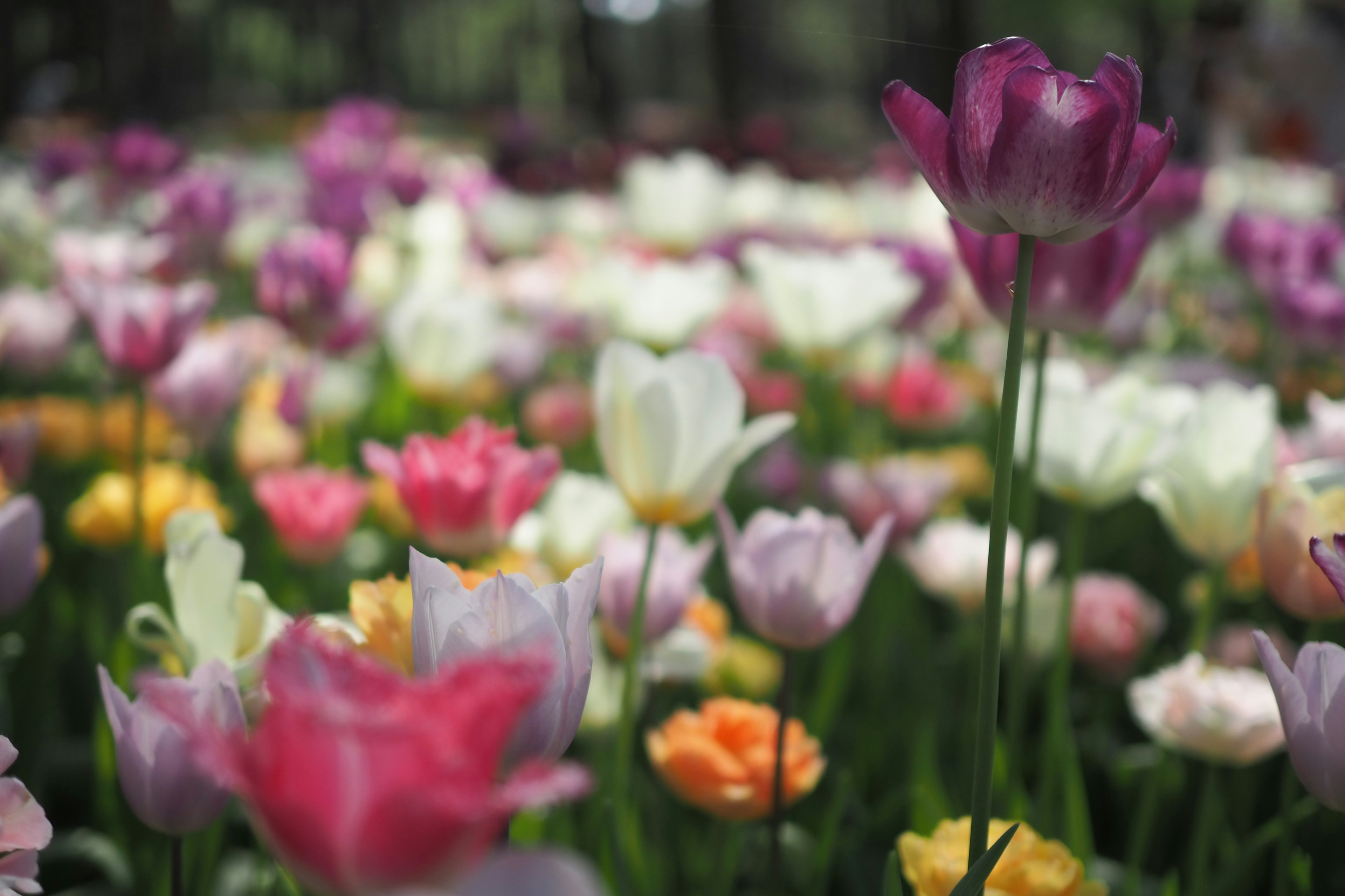 Lapangan bunga yang indah dengan tulip berwarna-warni yang mekar