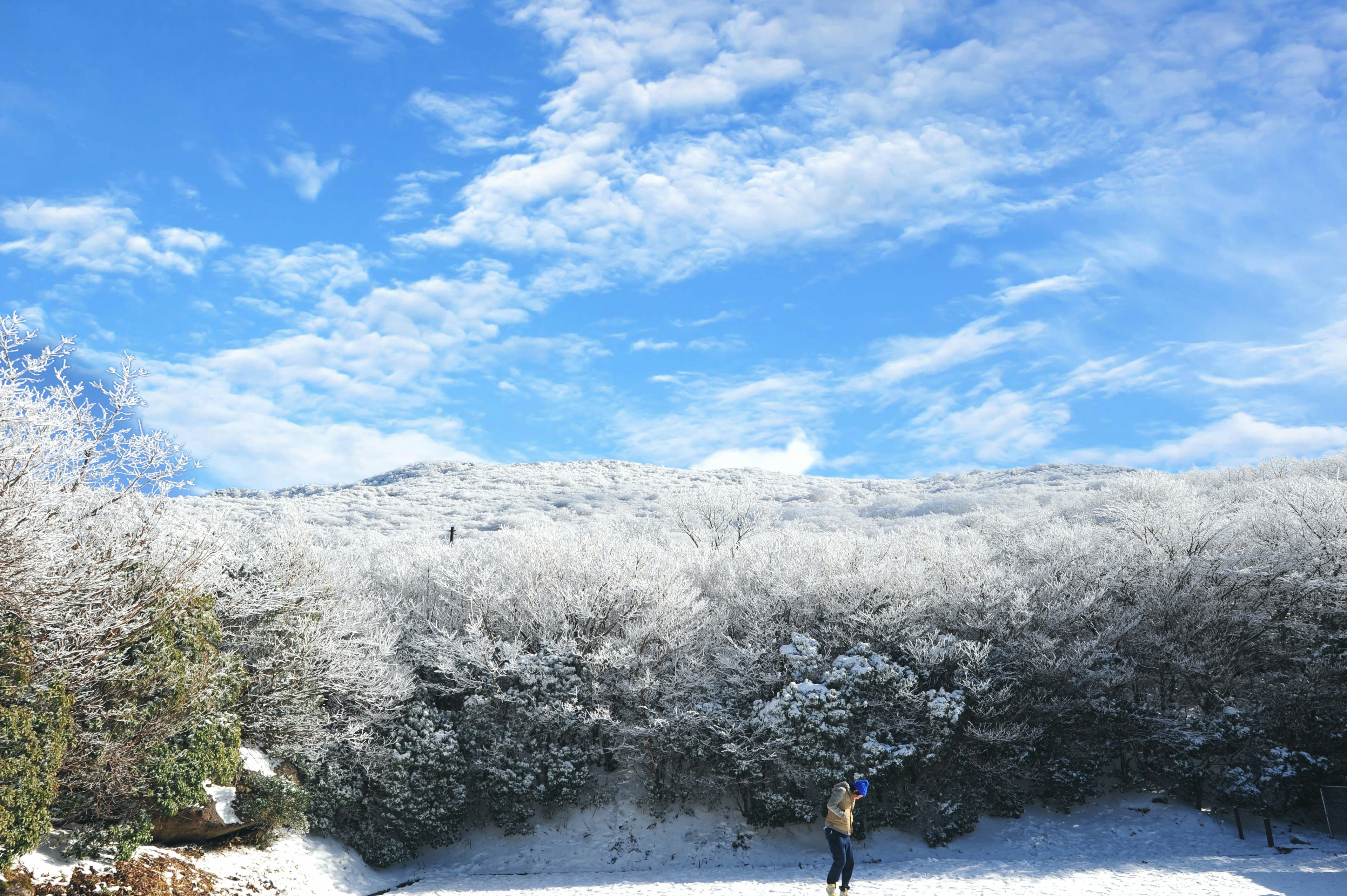 Person standing in a snowy landscape with trees and blue sky