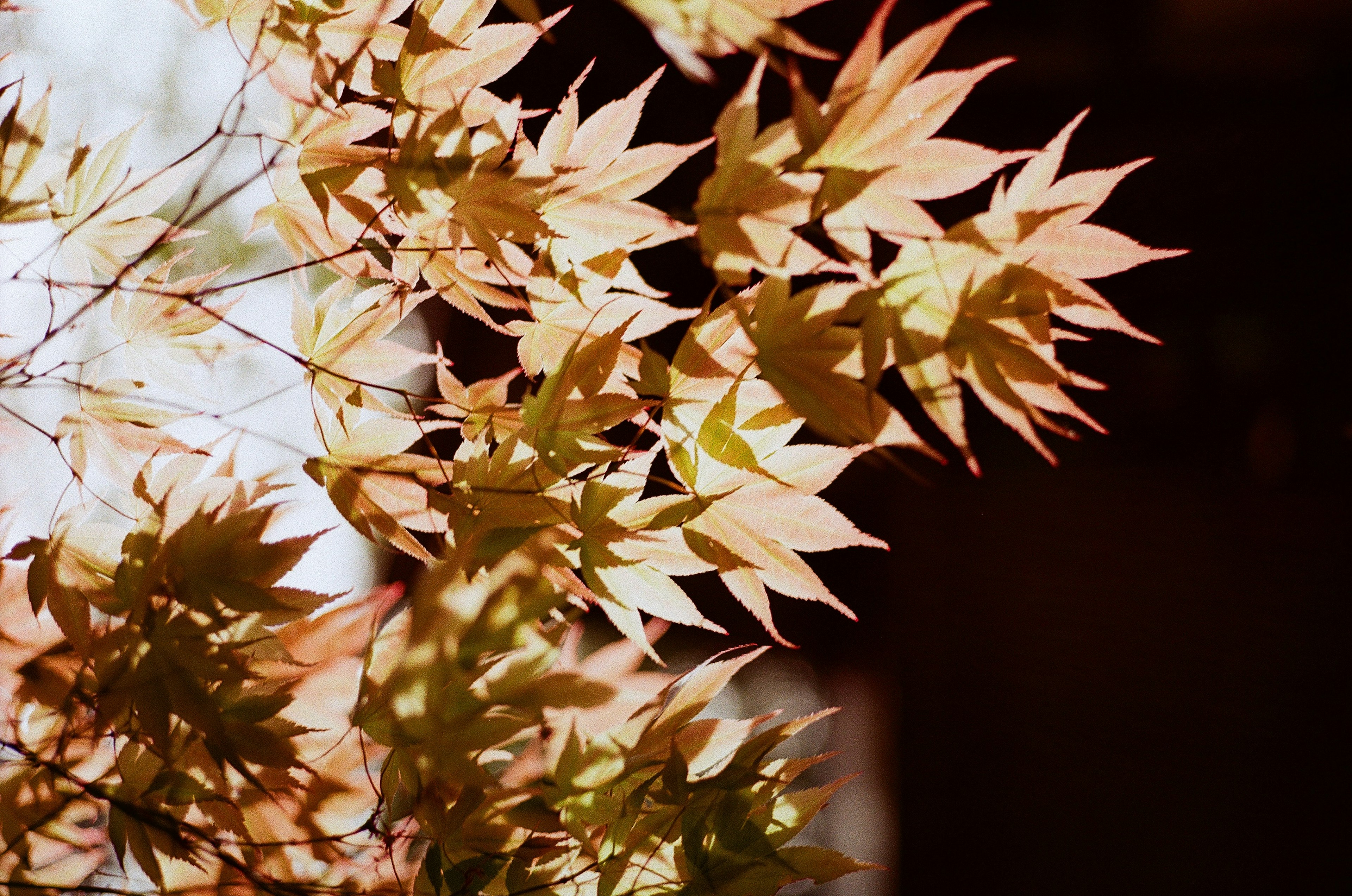 Beautiful scene of autumn-colored leaves glowing in the light