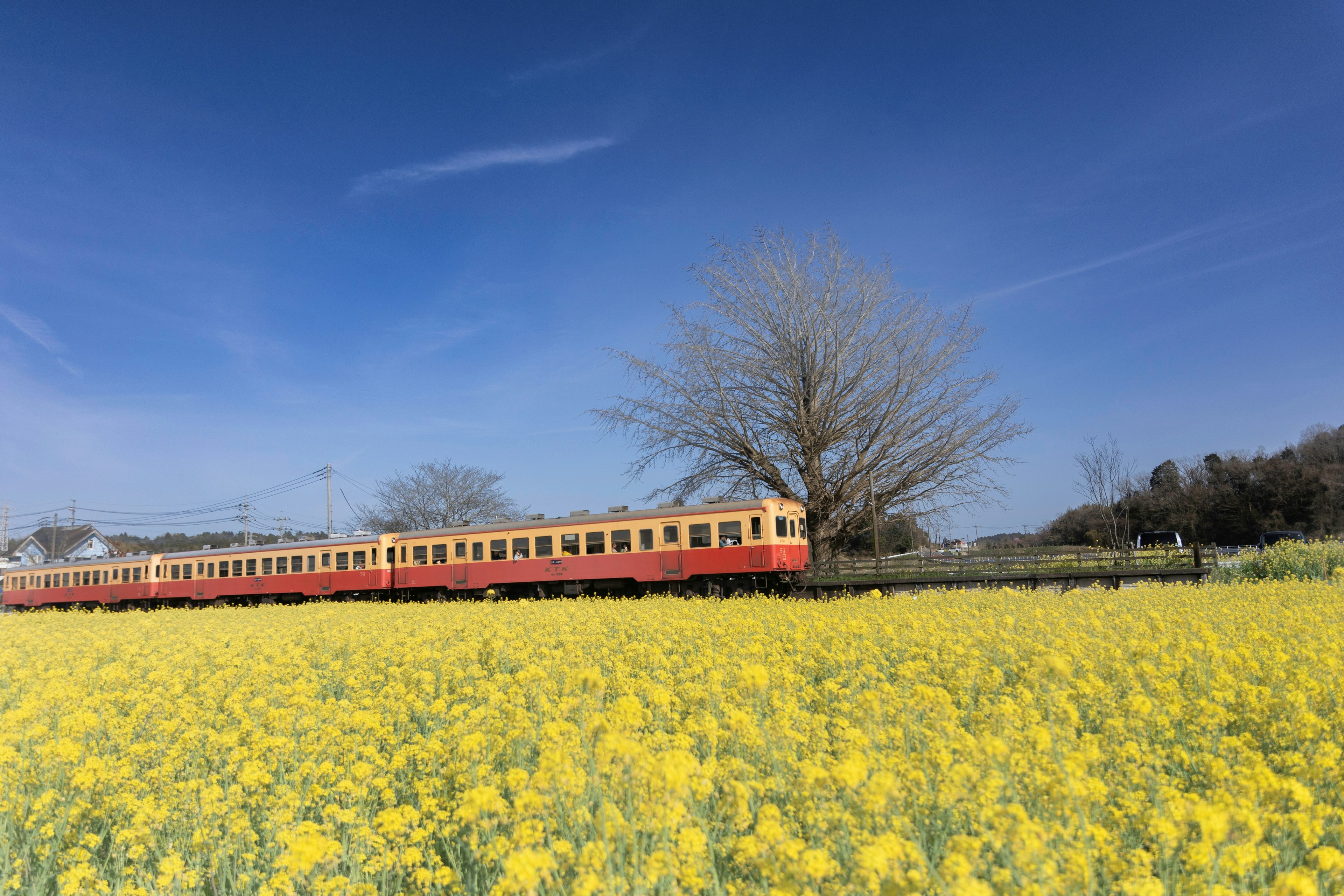 Un champ de fleurs jaunes éclatantes avec un train rouge qui passe