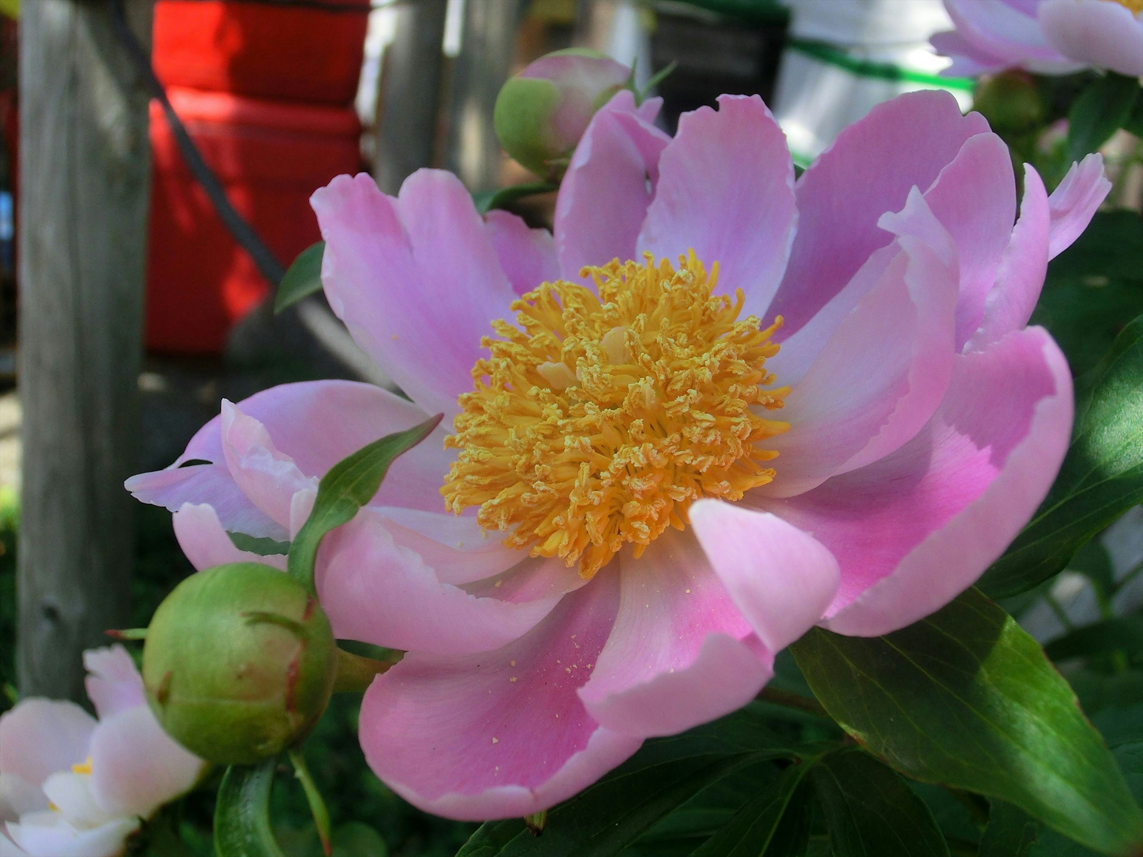 Kelopak merah muda cerah dengan benang sari kuning dari bunga peony