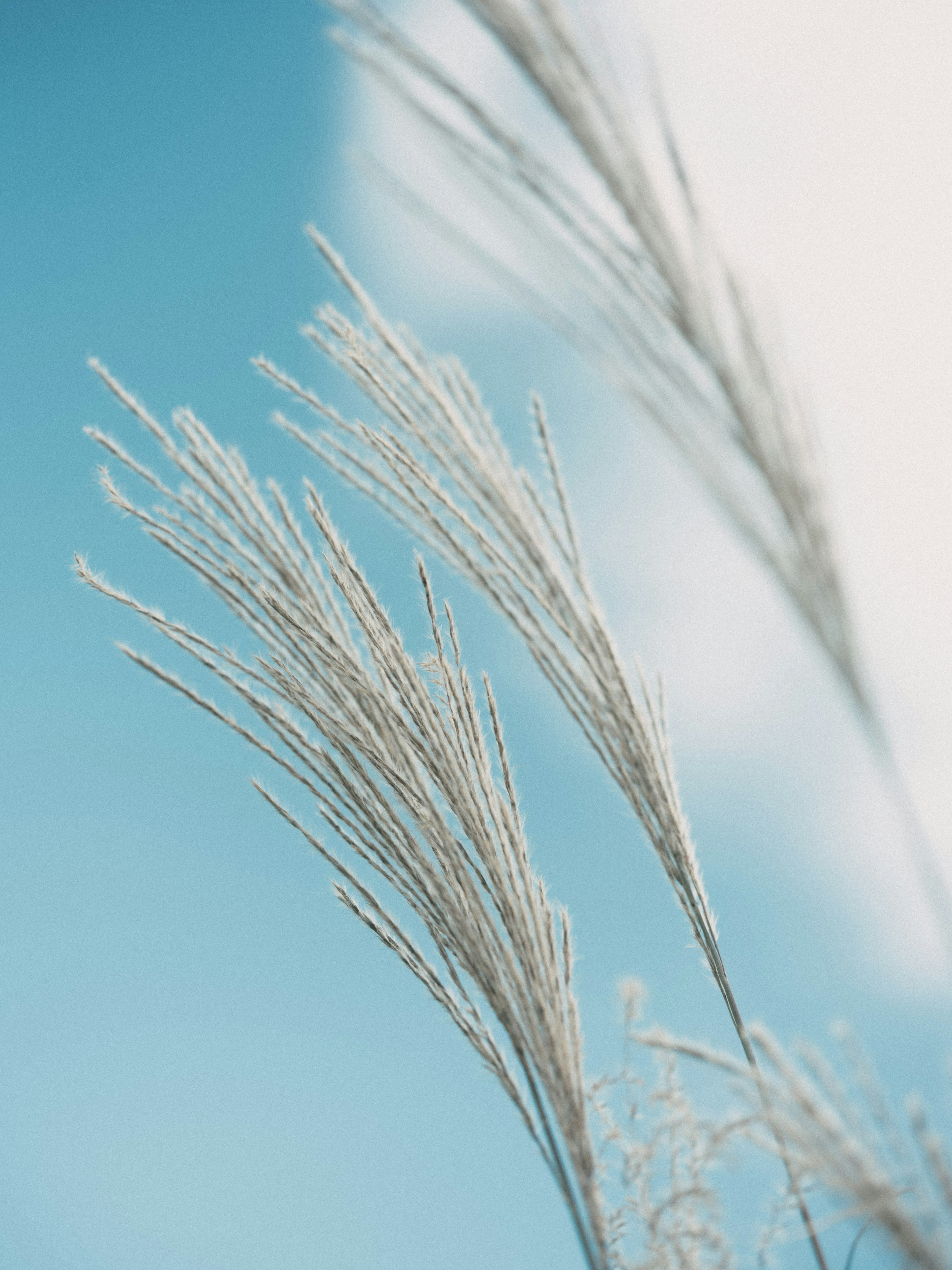 Delicate grass blades swaying against a blue sky