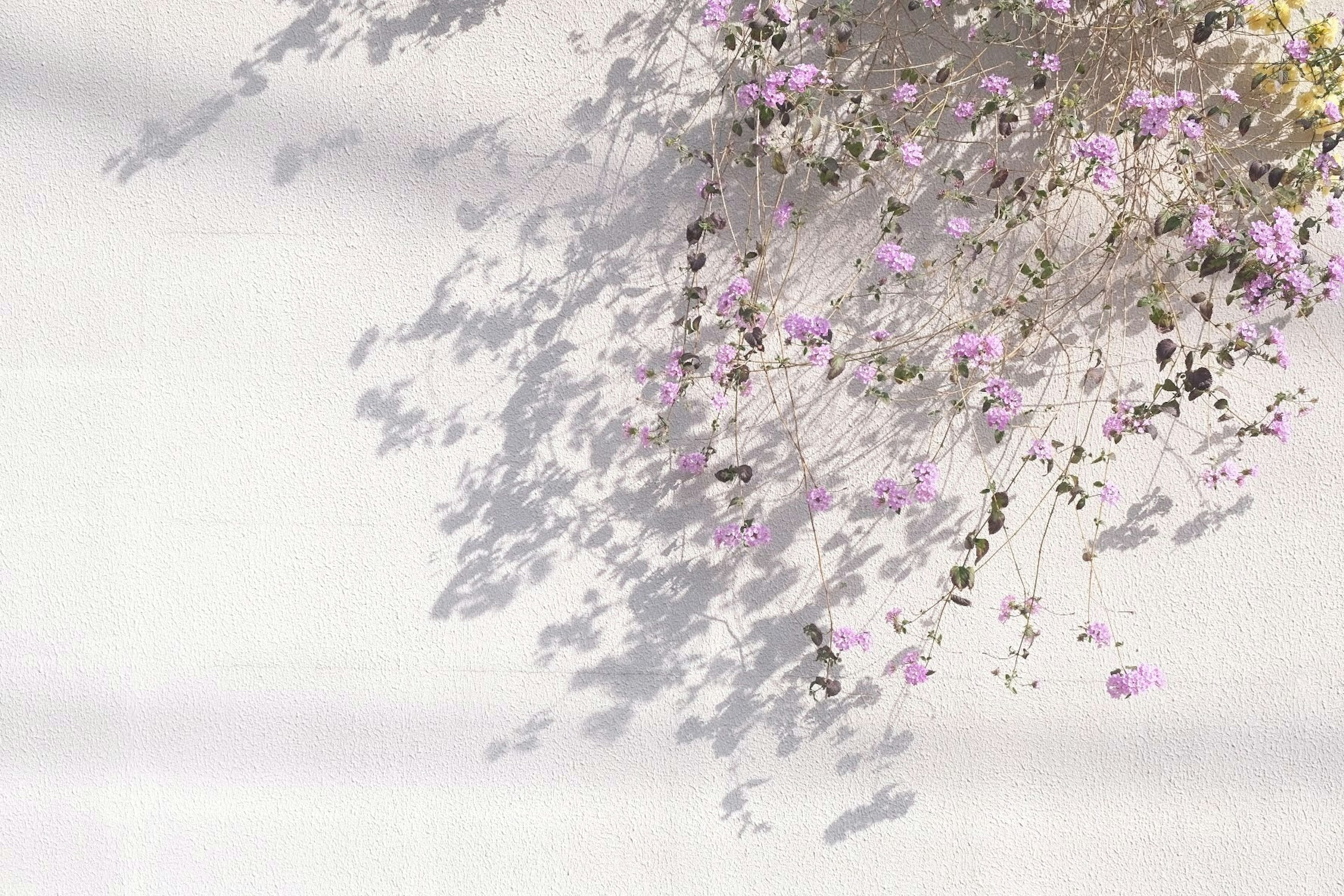 Delicate purple flowers casting shadows on a white background