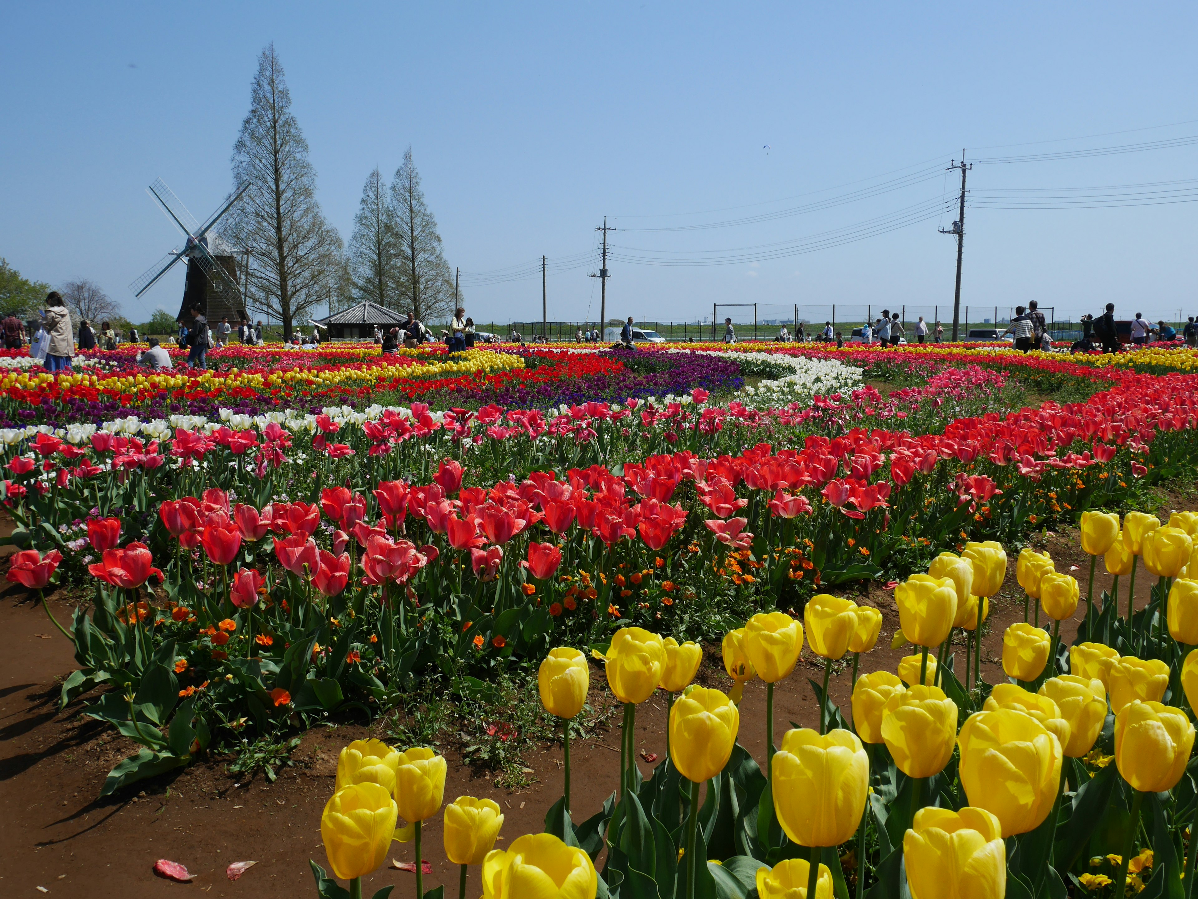 Cánh đồng hoa tulip đầy màu sắc với cối xay gió ở phía sau