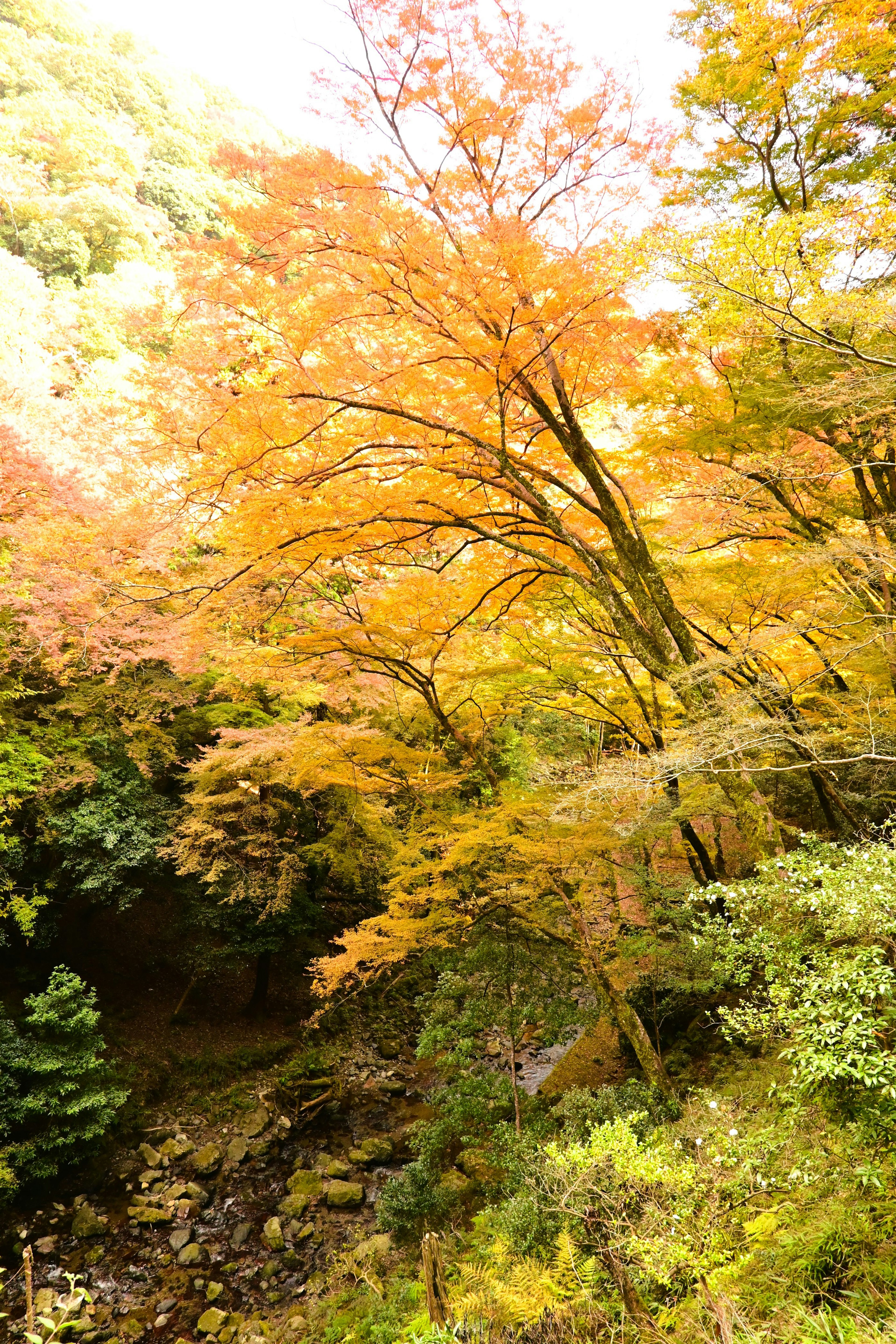 秋の紅葉が美しい木々と小川の風景