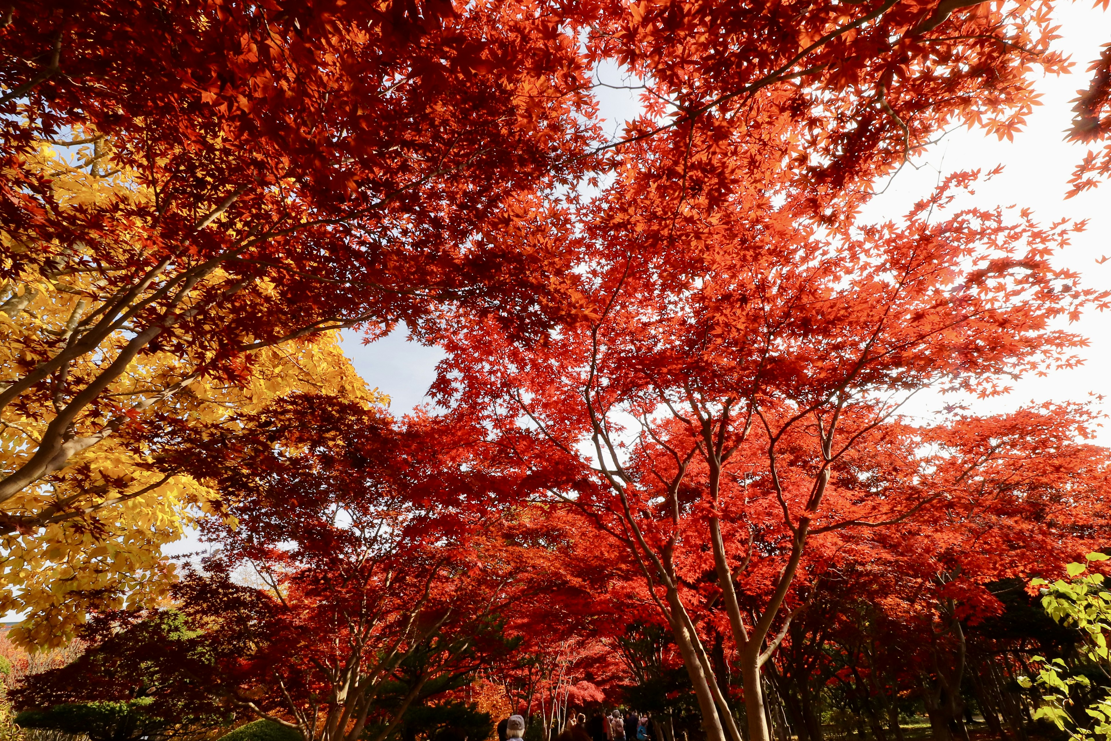 Vista escénica de follaje otoñal rojo y naranja vibrante