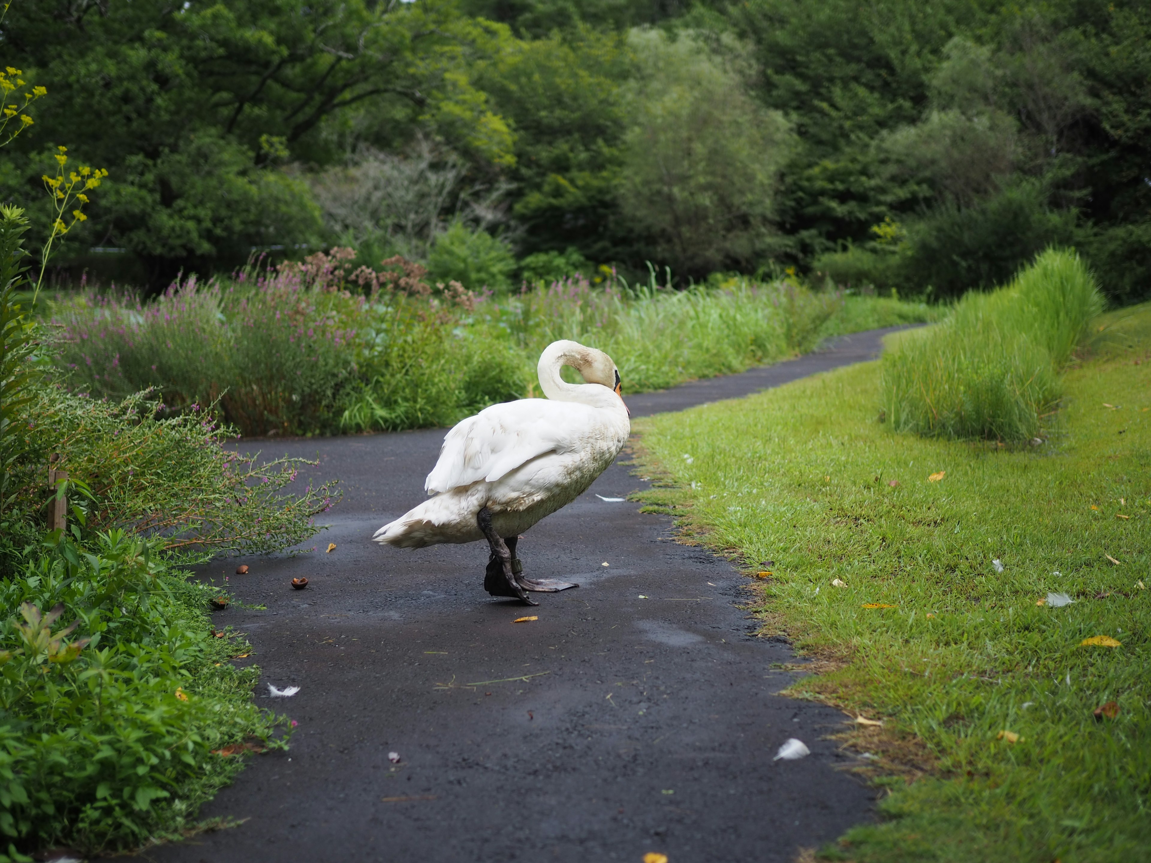 Un cisne caminando por un camino en un parque verde